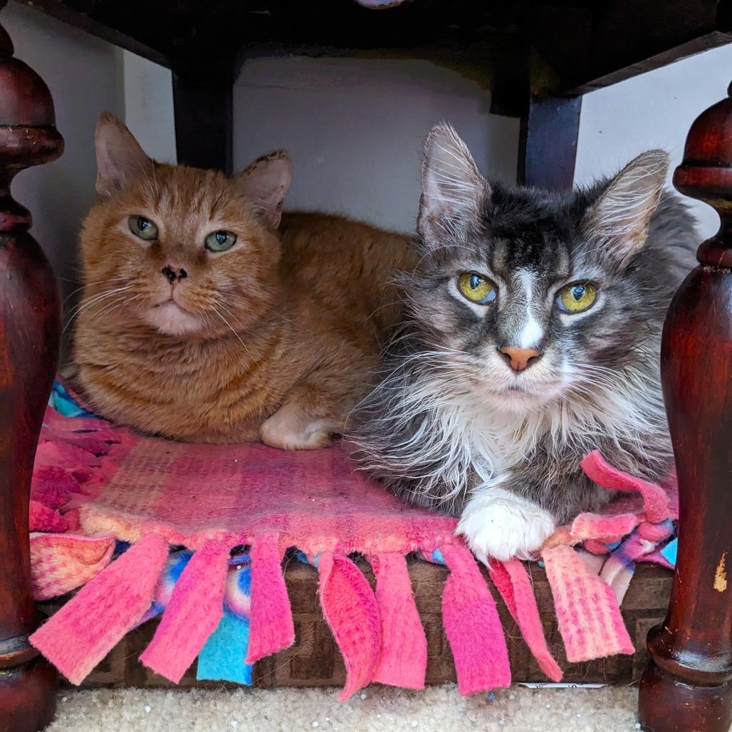 Enlarge Pepita, a Adoptable mixed breed in Woodinville, WA image 5/6