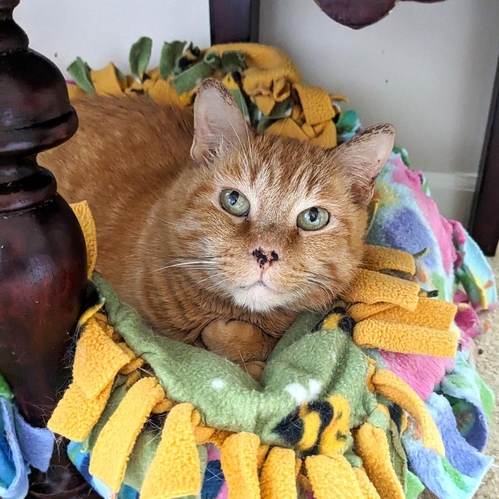 Pepita, a Adoptable mixed breed in Woodinville, WA image 6/6