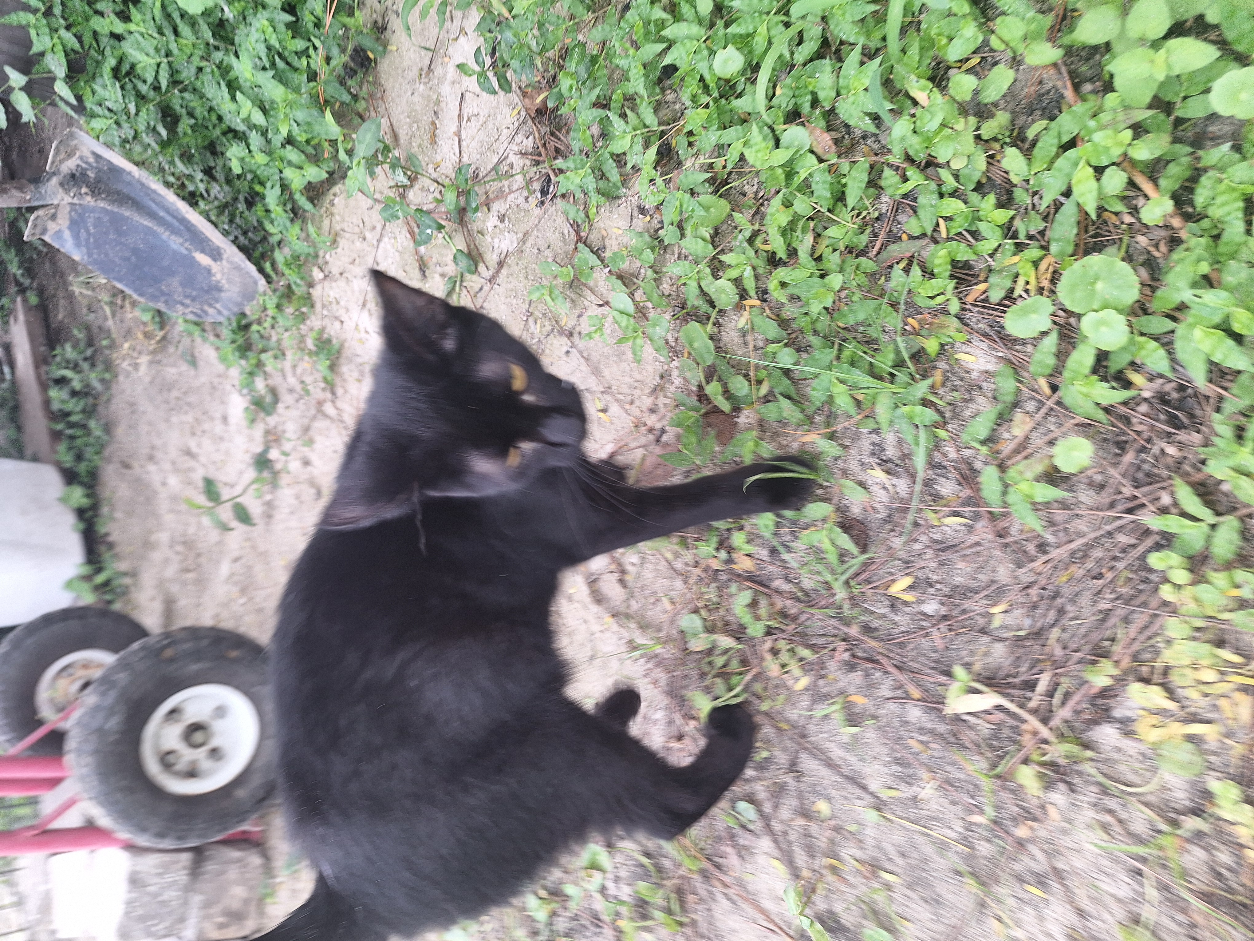 Enlarge Moe, a Adopted Exotic Shorthair in Polk city, FL image 1/4