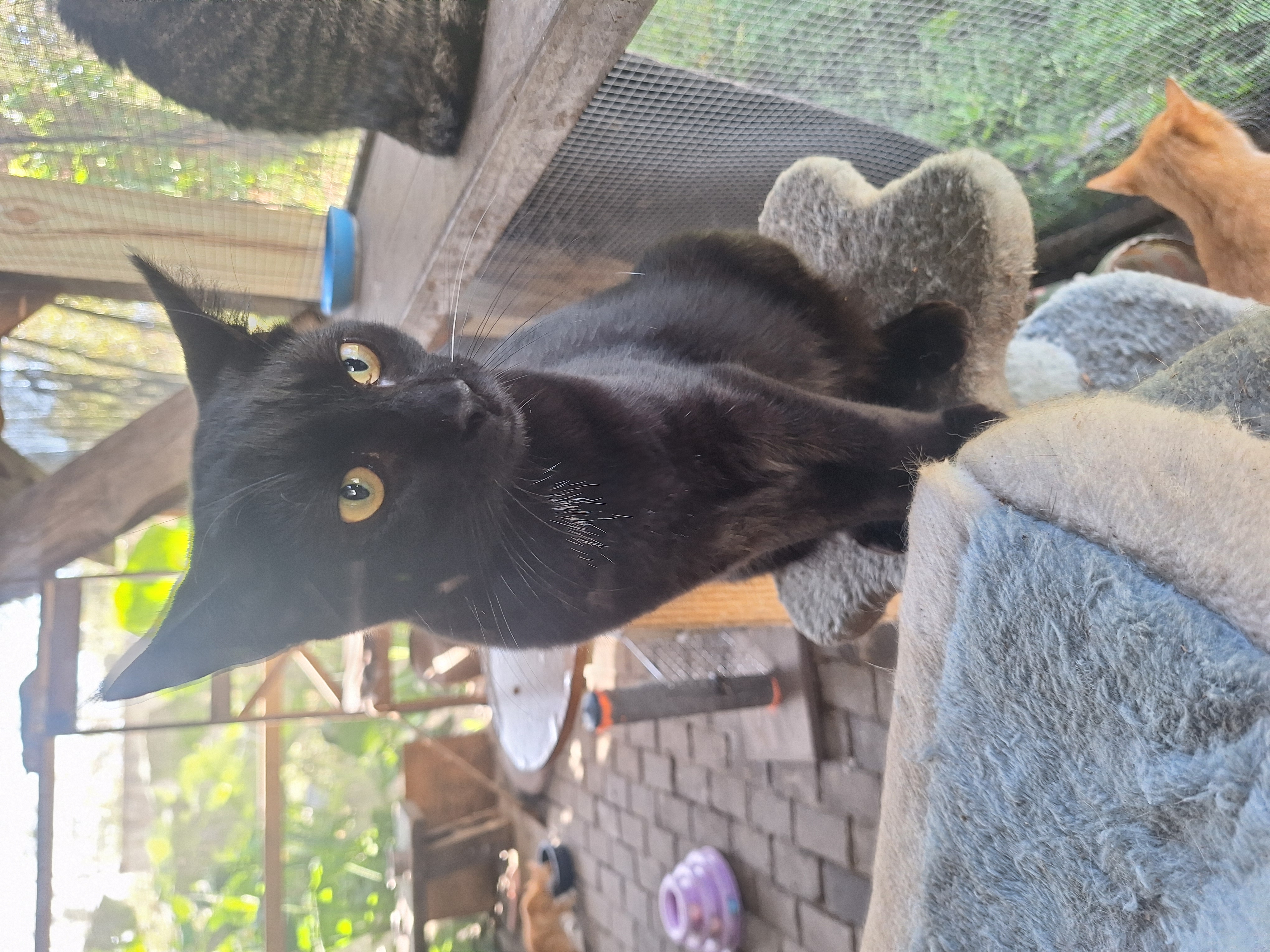 Enlarge Moe, a Adopted Exotic Shorthair in Polk city, FL image 2/4