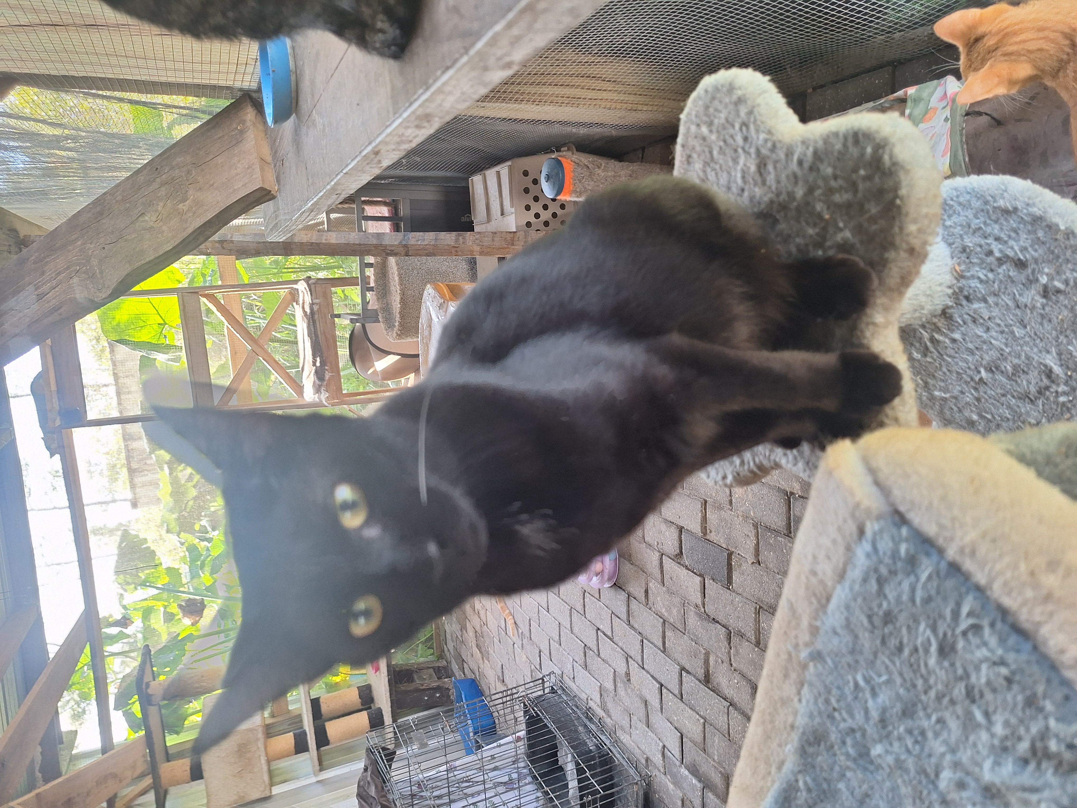 Enlarge Moe, a Adopted Exotic Shorthair in Polk city, FL image 3/4