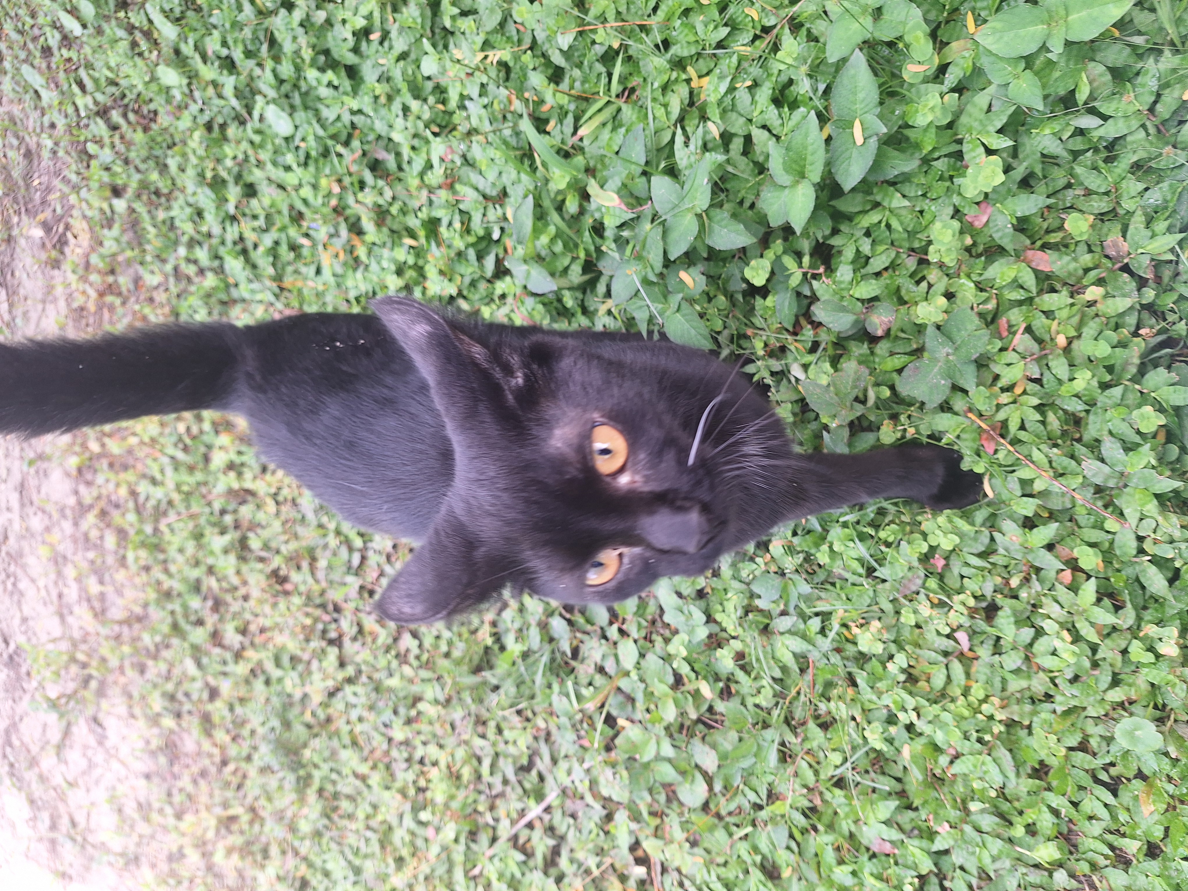 Enlarge Moe, a Adopted Exotic Shorthair in Polk city, FL image 4/4