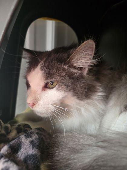 MK, Adoptable, Adult Male Domestic Long Hair & Domestic Short Hair.