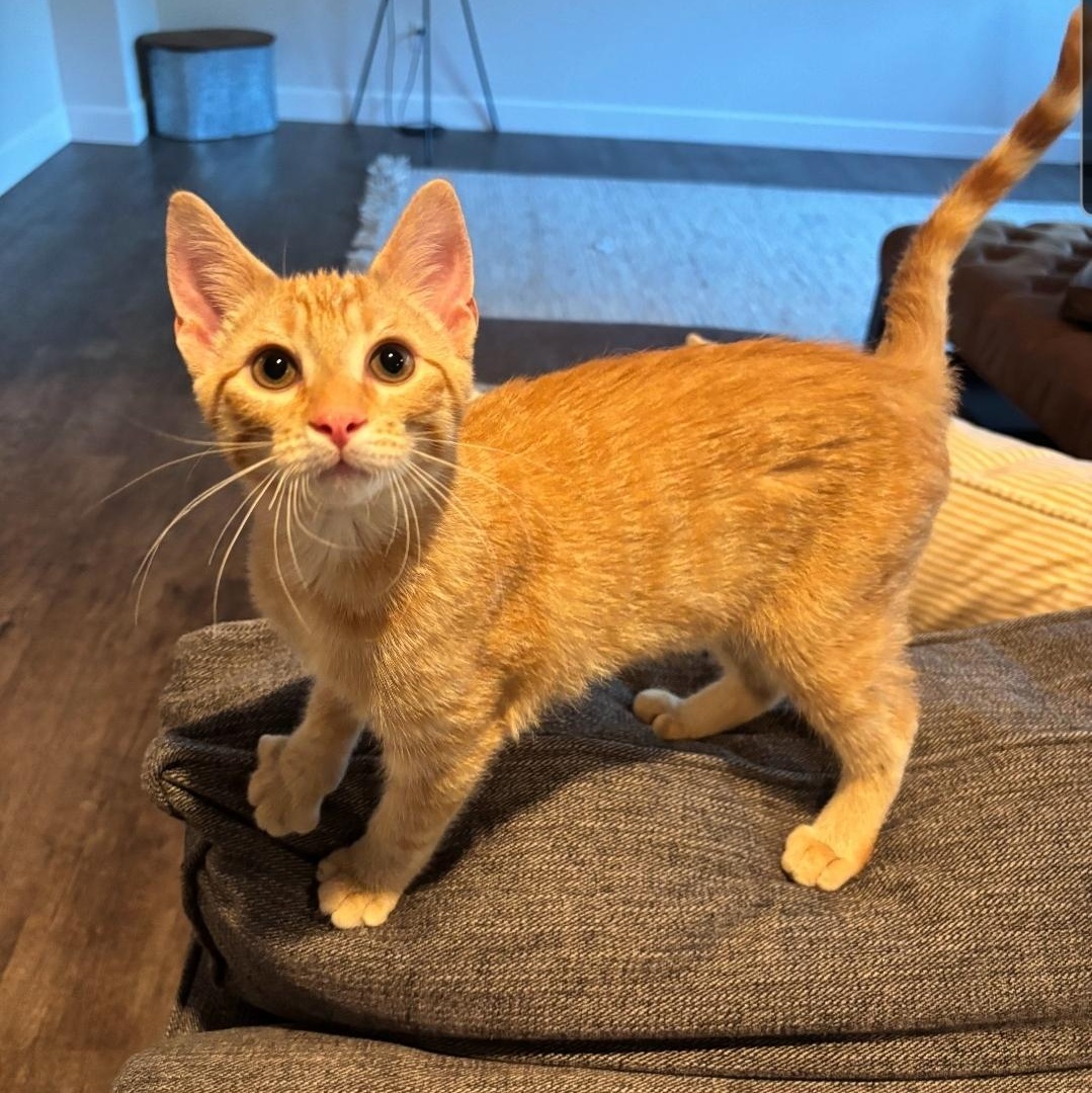 Finley (bonded to Pumpkin), Adopted, Kitten Male Tabby.