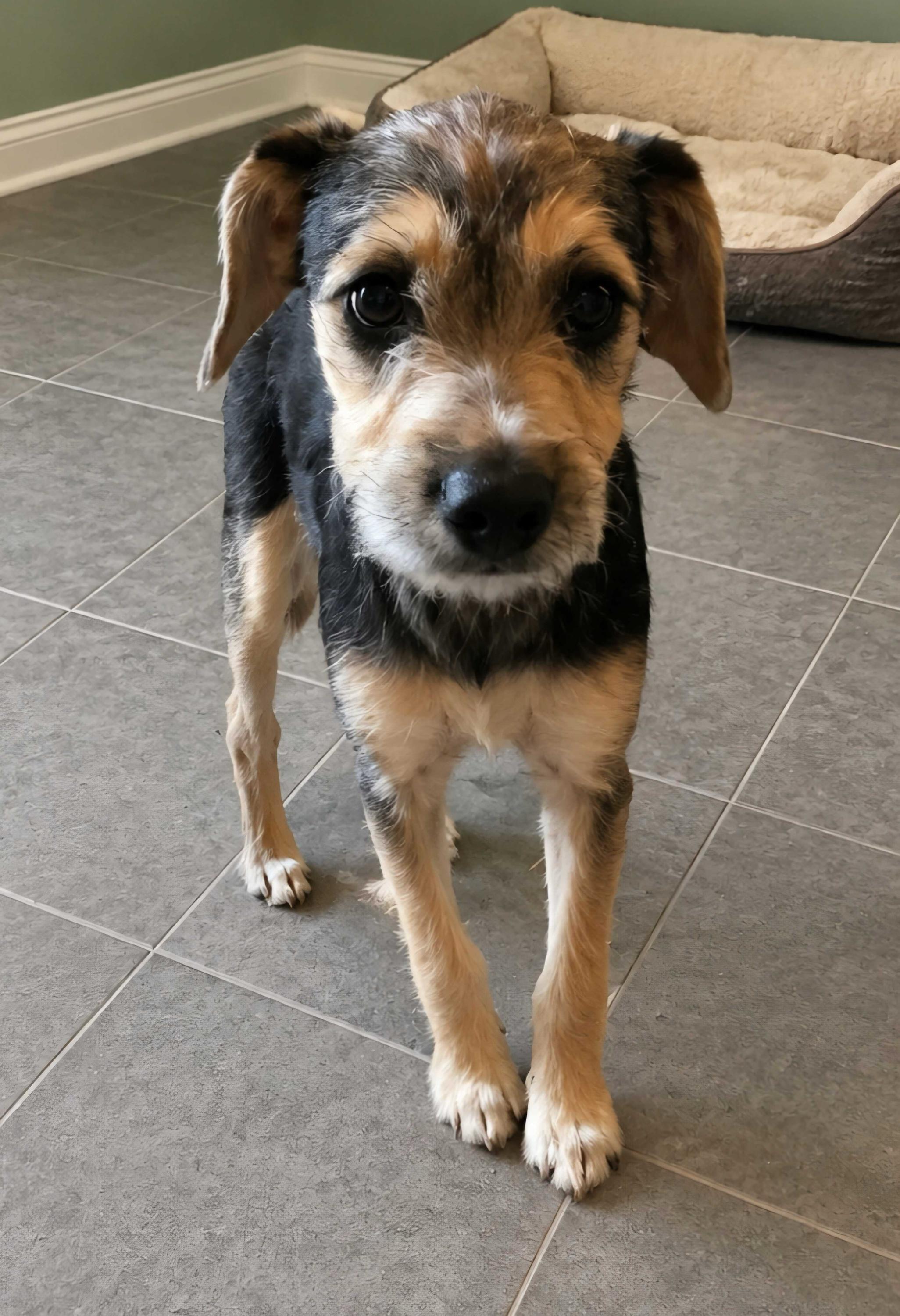Enlarge Annie, an adopted mixed breed in San Rafael, CA image 1/4