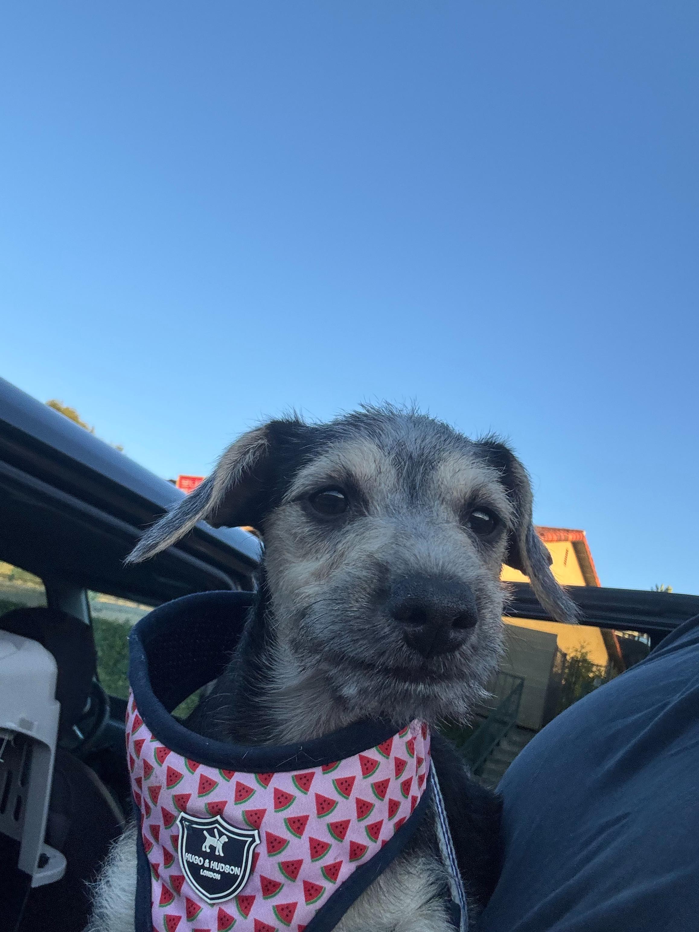 Enlarge Annie, an adopted mixed breed in San Rafael, CA image 3/4