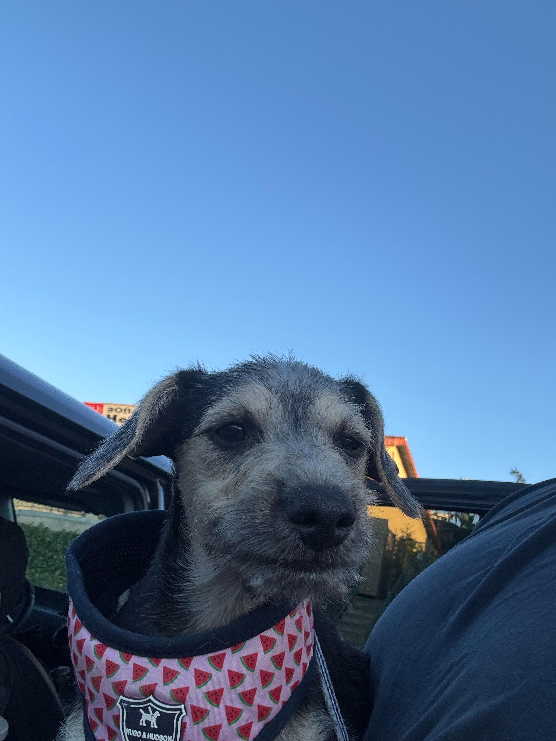 Enlarge Annie, an adopted mixed breed in San Rafael, CA image 2/4