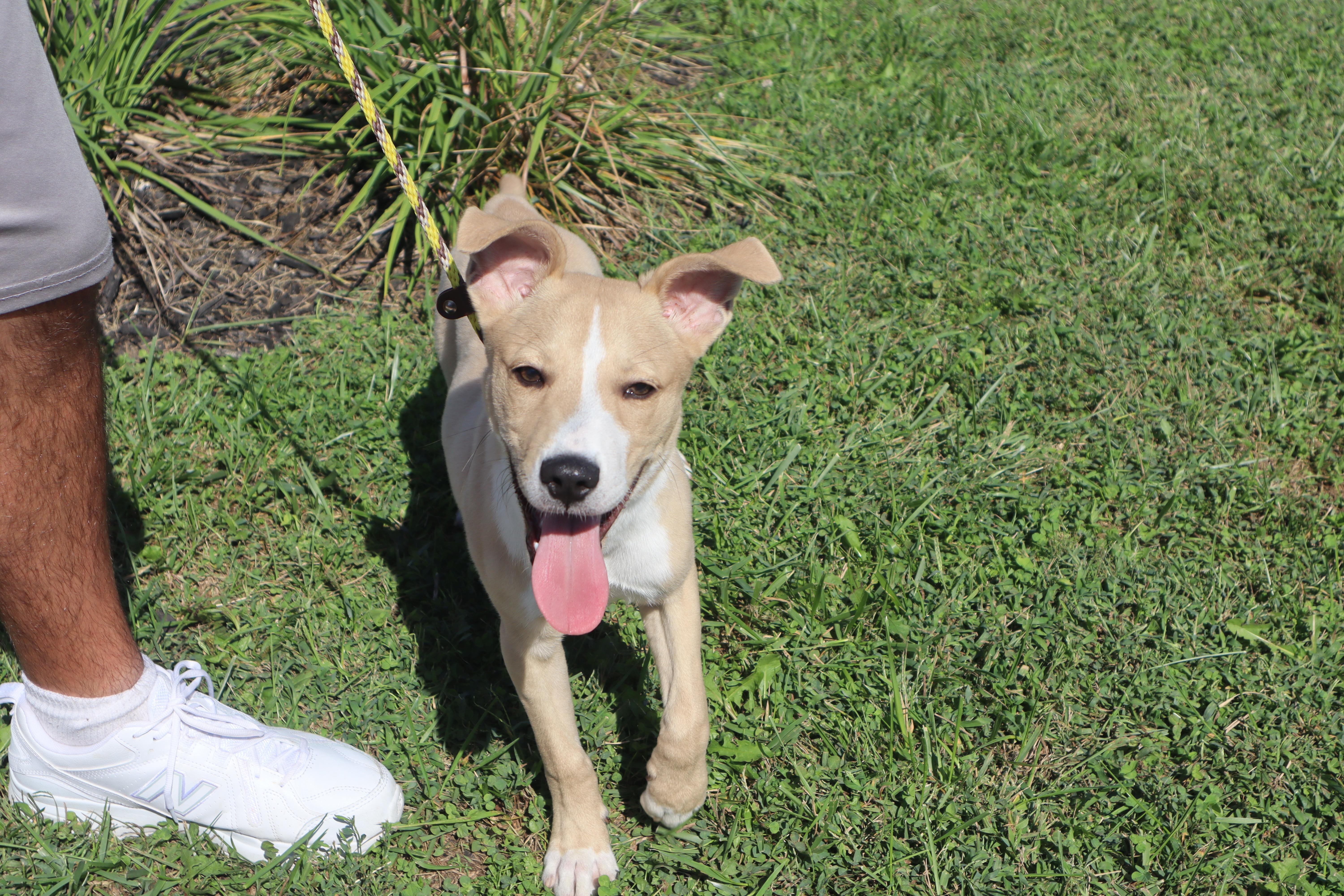 Enlarge Petey, a ADOPTABLE mixed breed in Goshen, KY image 2/2