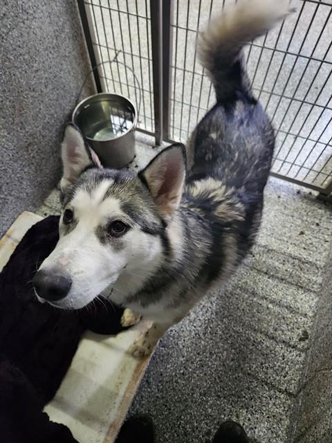PEPPERIDGE, Adoptable, Young Male Husky.
