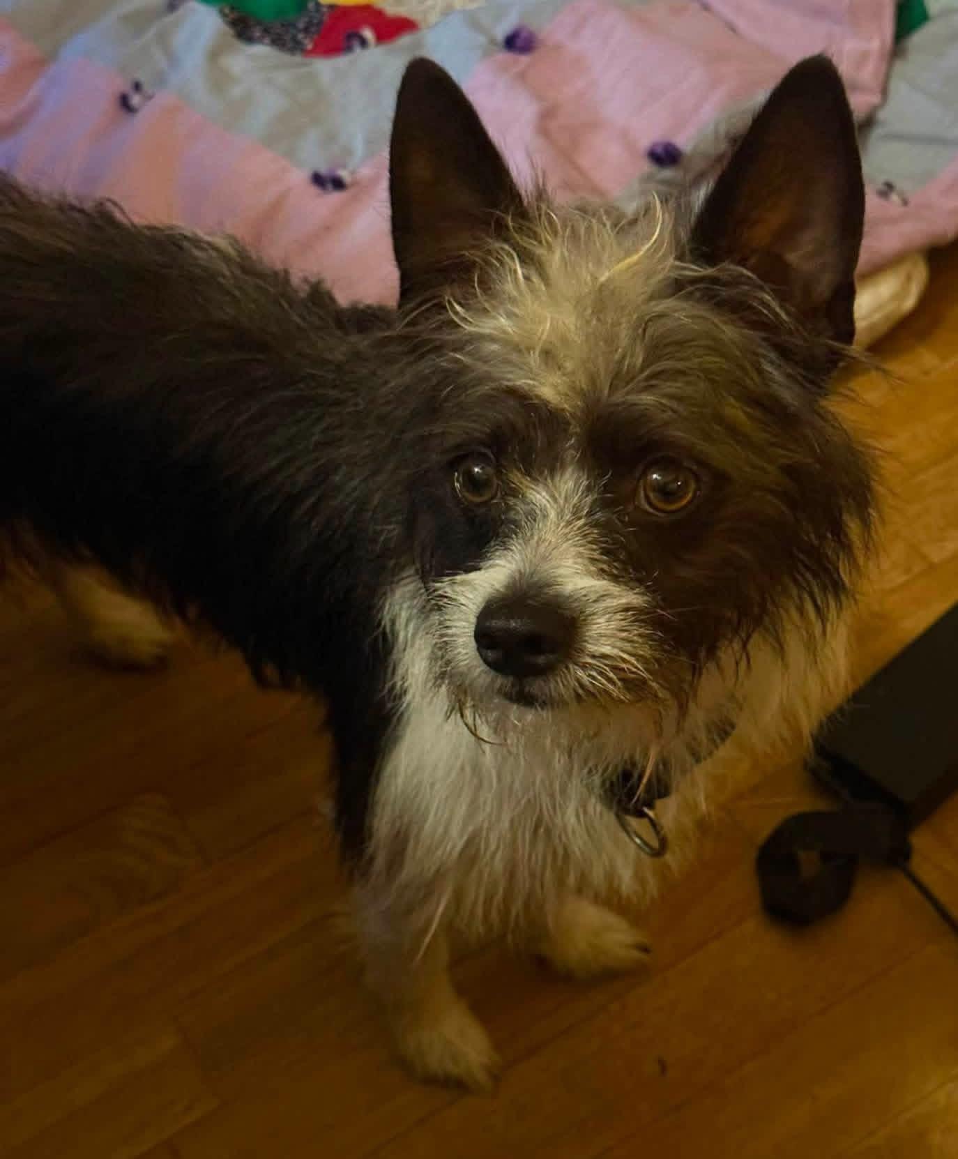 Chewy, Adoptable, Young Male Yorkshire Terrier.