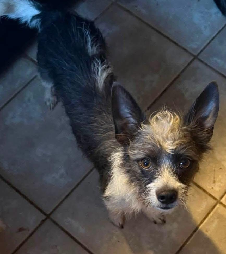 Enlarge Chewy, a Adoptable mixed breed in Alexander, AR image 5/6
