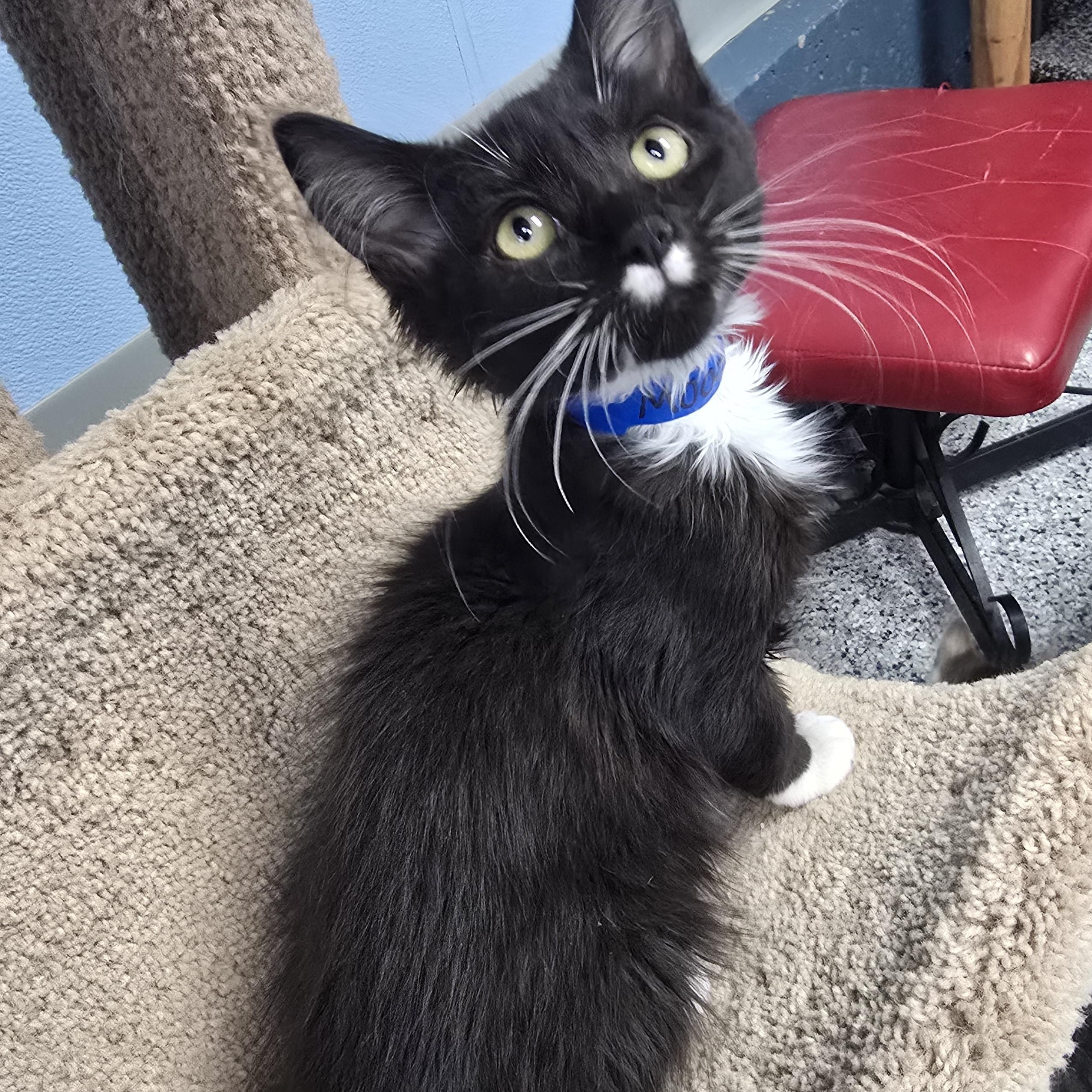 Moose, Adoptable, Kitten Male Domestic Medium Hair.