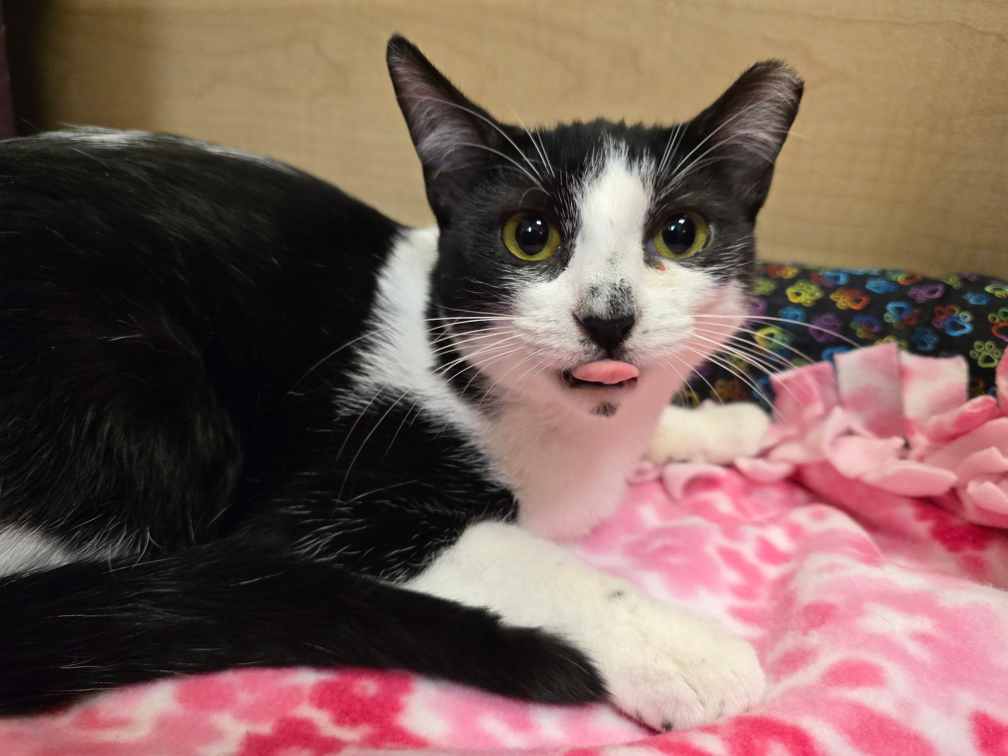 Enlarge Storm, a ADOPTABLE Domestic Short Hair in Highland, IN image 2/2