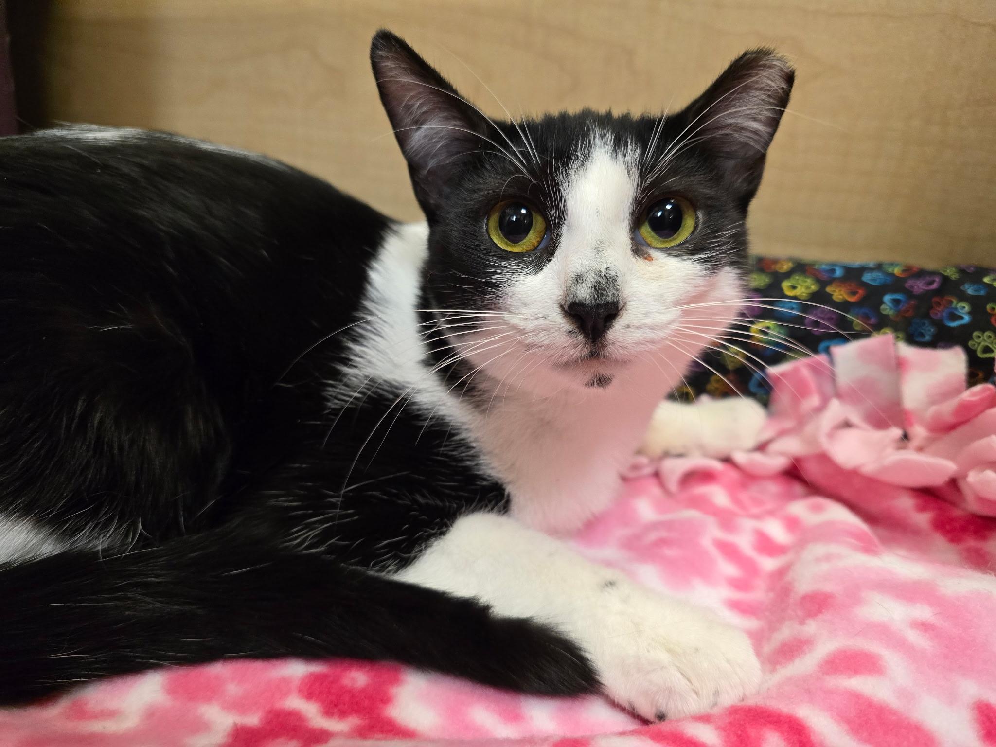 Enlarge Storm, a ADOPTABLE Domestic Short Hair in Highland, IN image 1/2