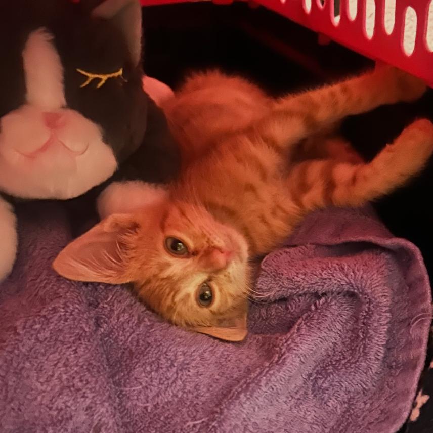 Ronald Sugar Cane Weasley, Adoptable, Kitten Male Domestic Short Hair.