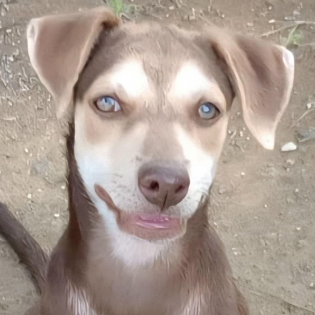 Choky "patiently Waiting For thumbnail 2