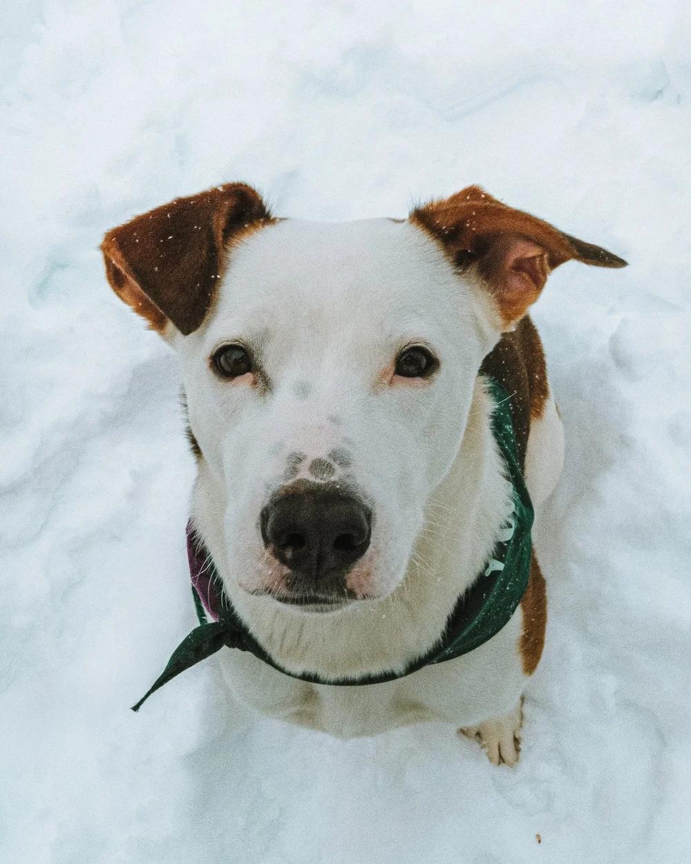 Enlarge Lucy, an adopted mixed breed in laval, QC image 2/3