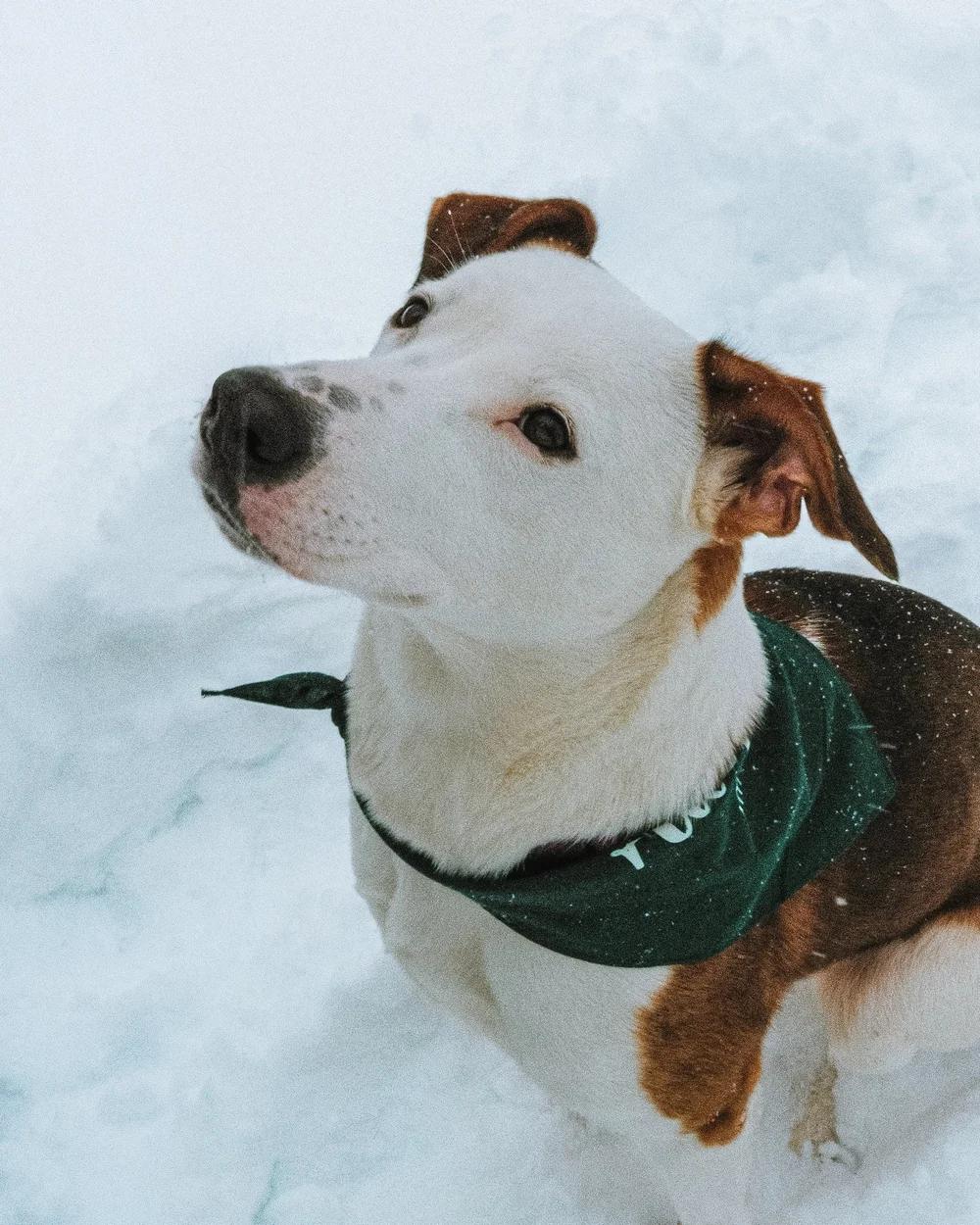 Enlarge Lucy, an adopted mixed breed in laval, QC image 3/3