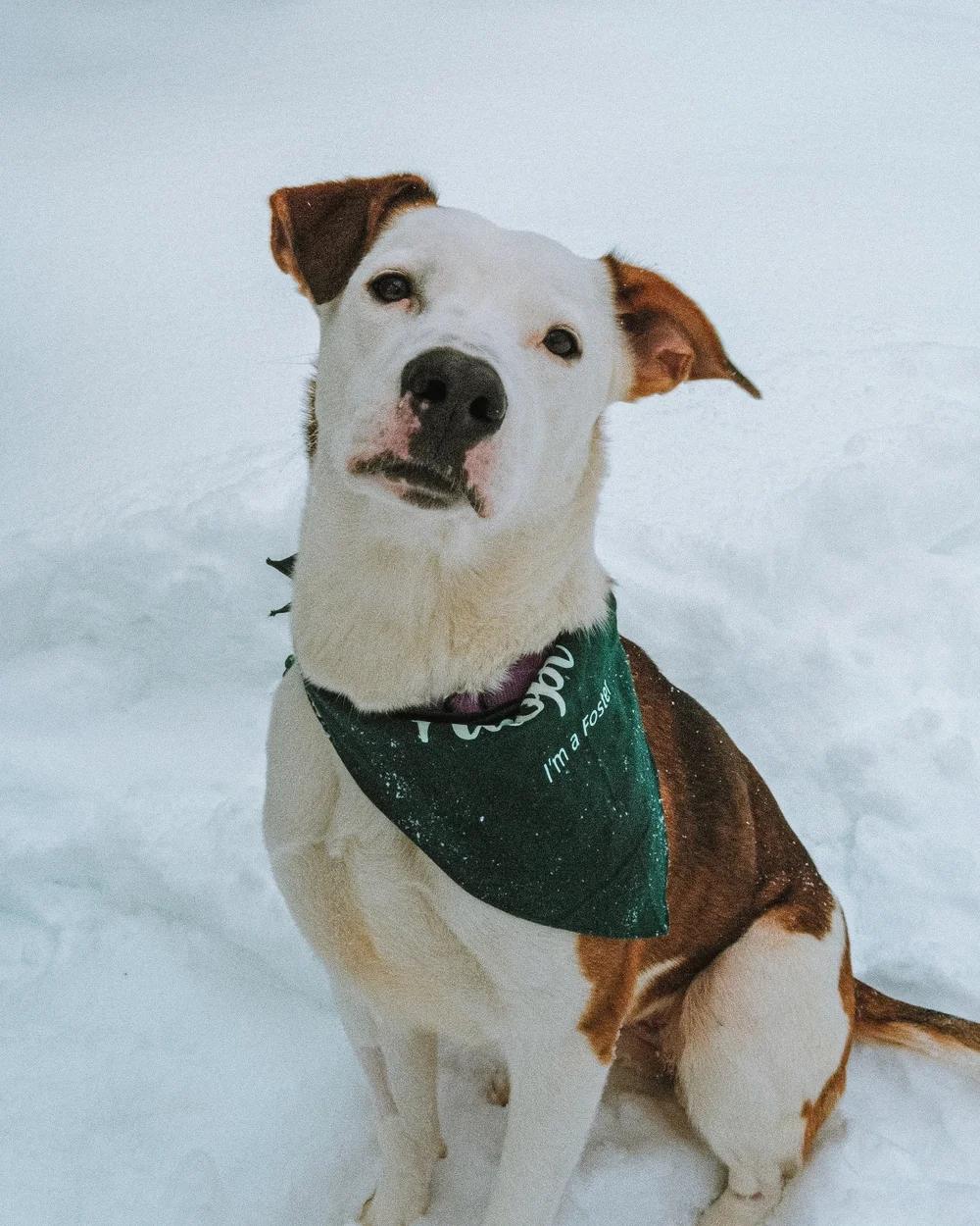 Enlarge Lucy, an adopted mixed breed in laval, QC image 1/3