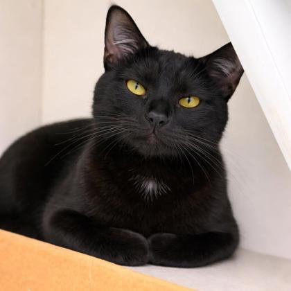 Destiny, Adoptable, Adult Female Domestic Short Hair & Domestic Short Hair.