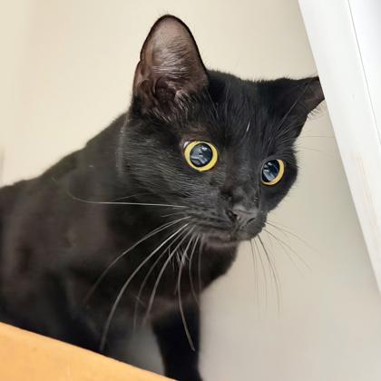 Destiny, Adoptable, Adult Female Domestic Short Hair & Domestic Short Hair.