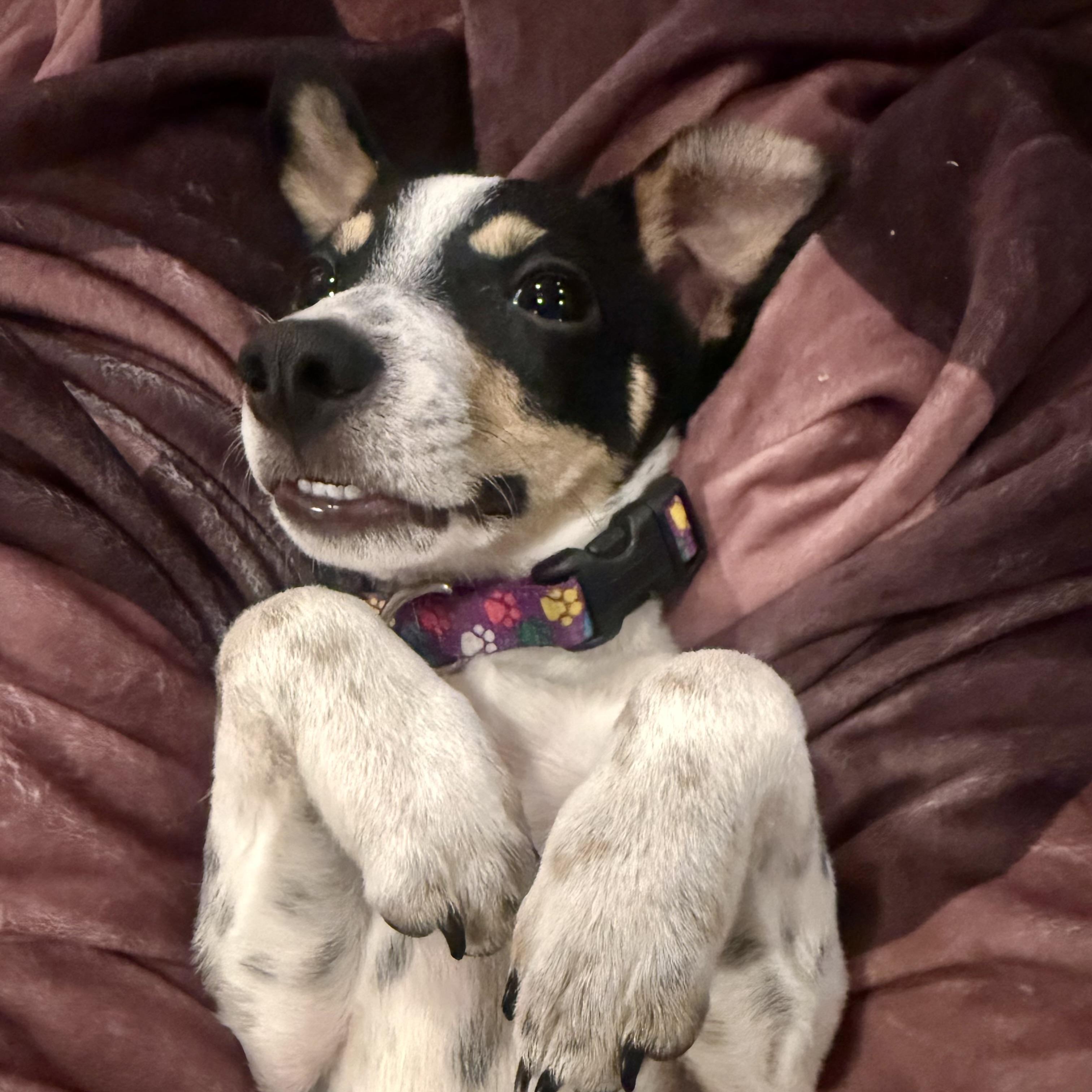 Milo, a ADOPTABLE mixed breed in Prior Lake, MN image 4/6