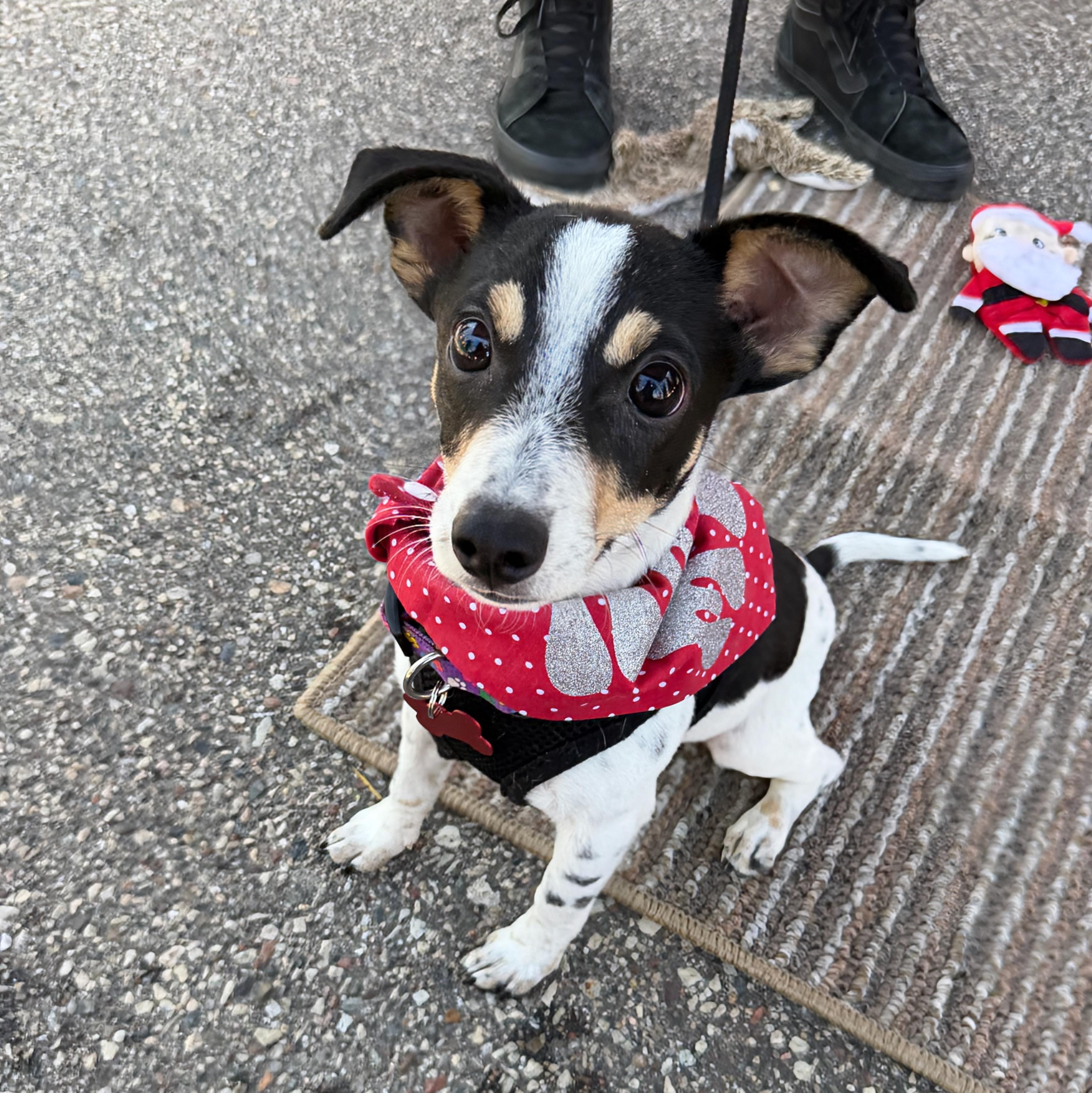 Milo, a ADOPTABLE mixed breed in Prior Lake, MN image 3/6