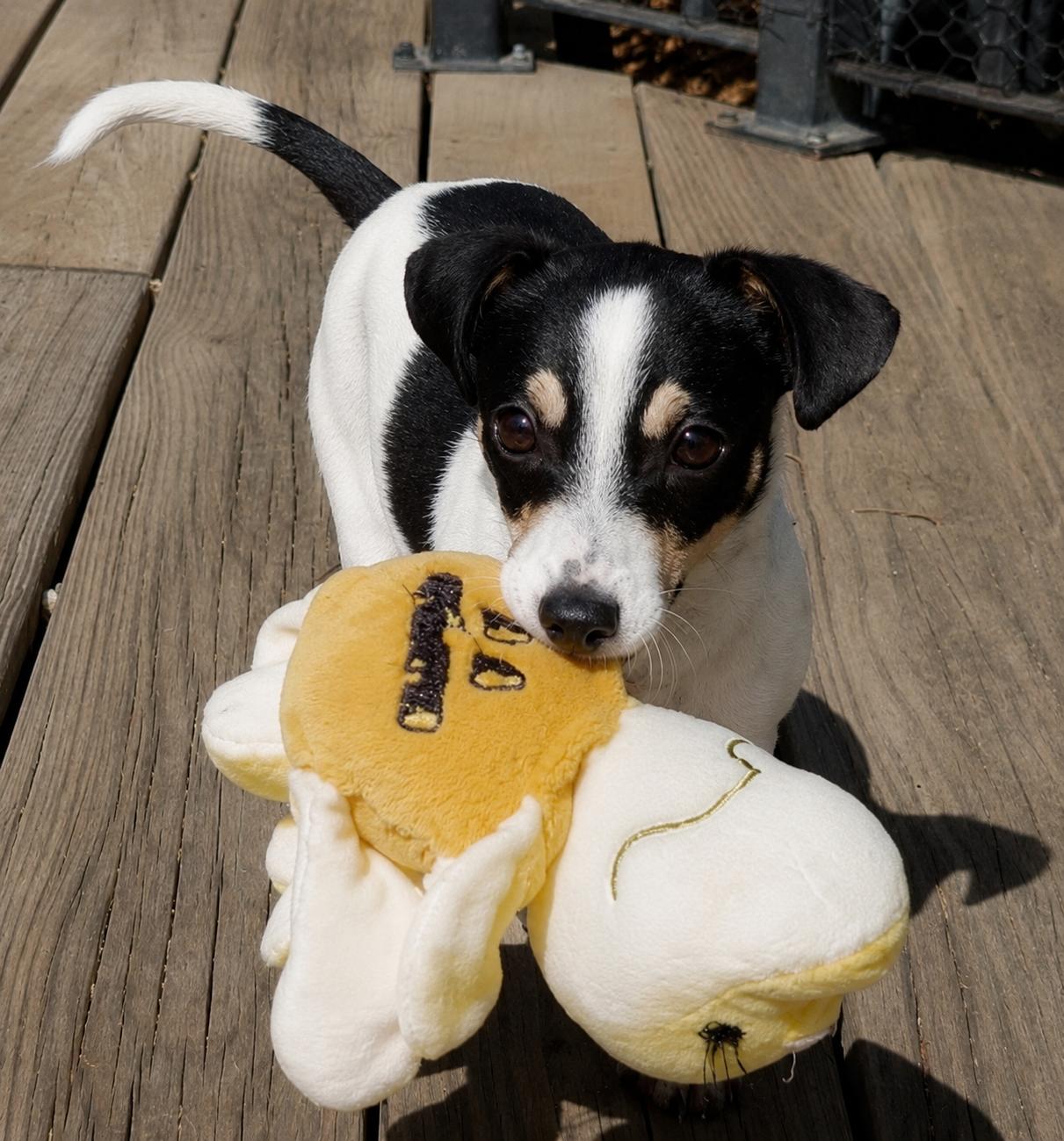 Milo, a ADOPTABLE mixed breed in Prior Lake, MN image 2/6