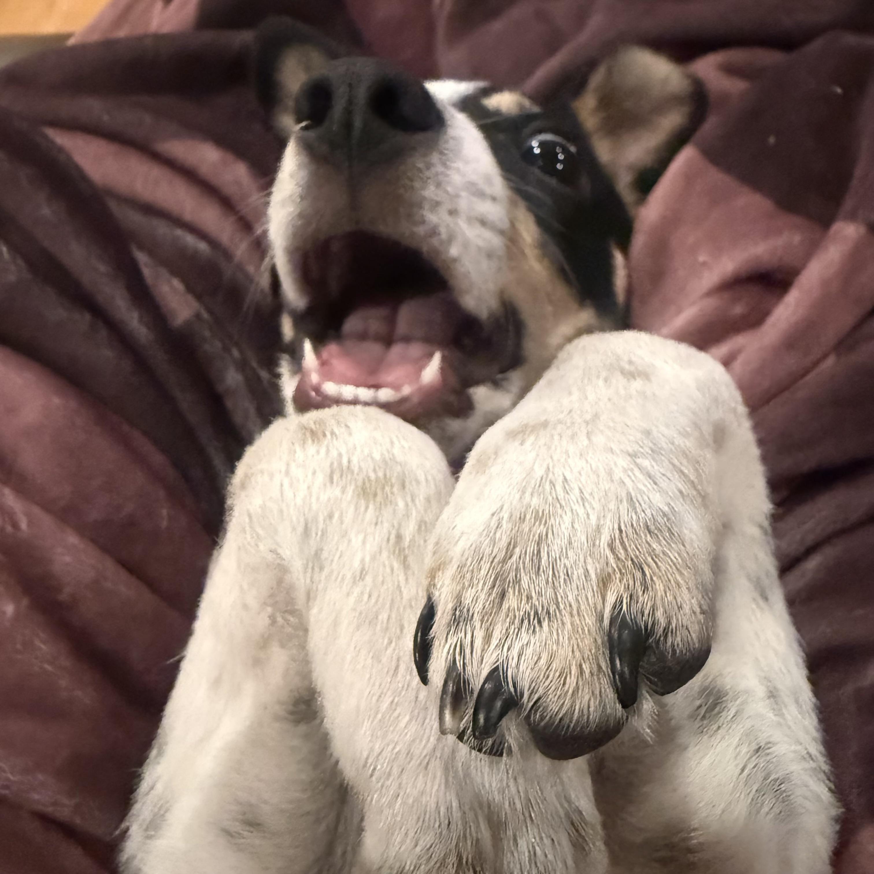 Milo, a ADOPTABLE mixed breed in Prior Lake, MN image 6/6