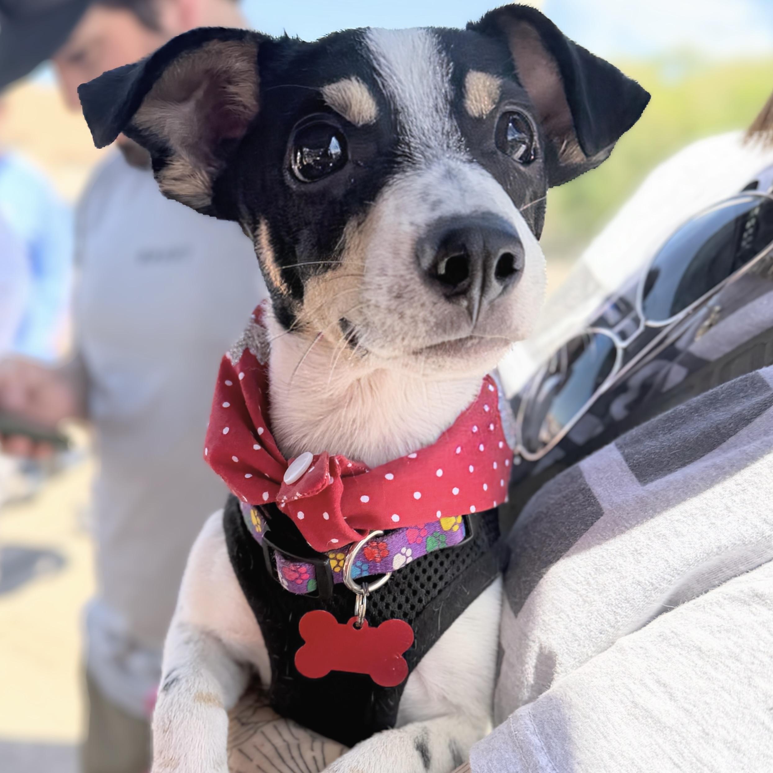 Milo, a ADOPTABLE mixed breed in Prior Lake, MN image 1/6
