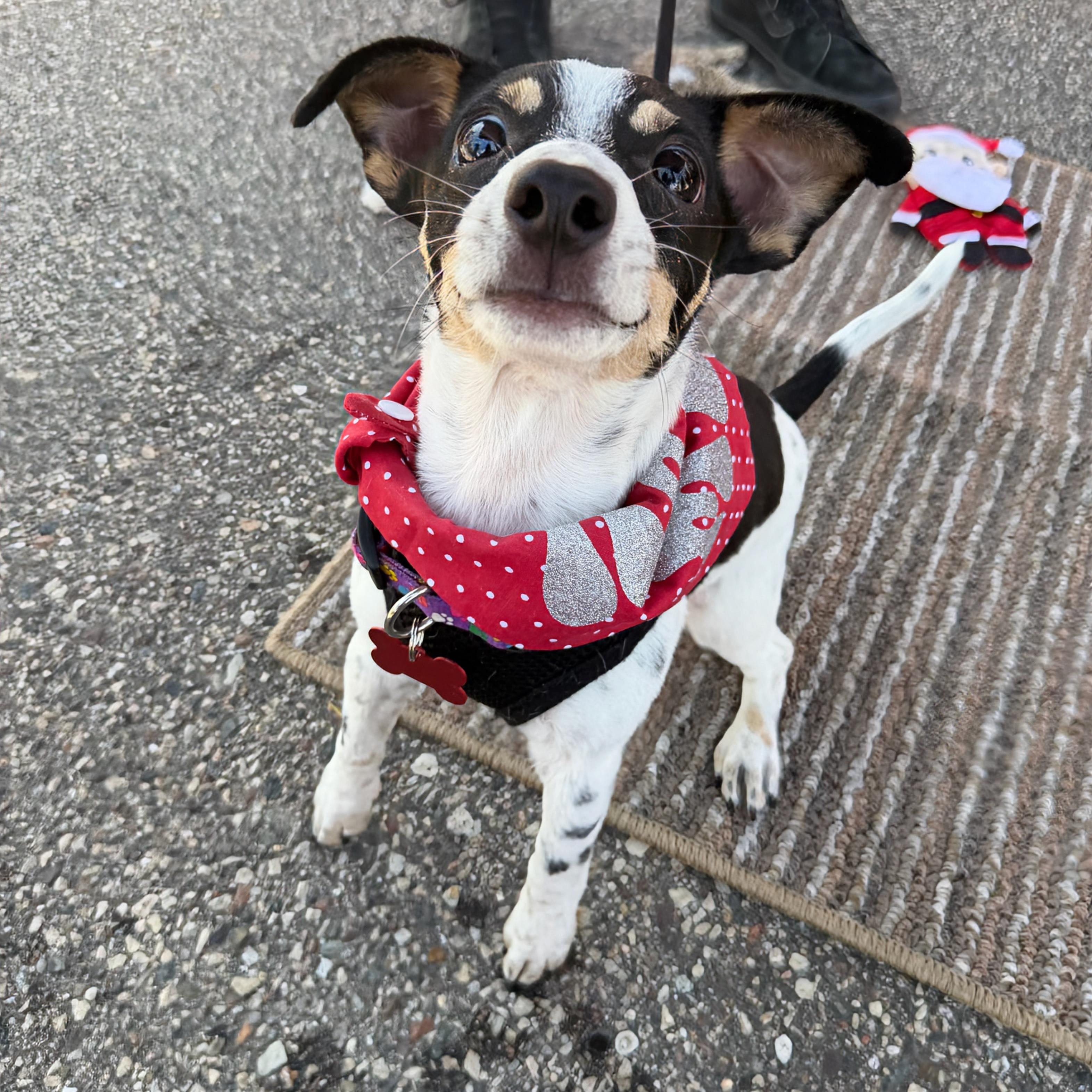 Milo, a ADOPTABLE mixed breed in Prior Lake, MN image 5/6
