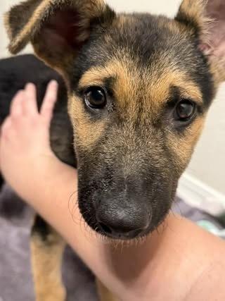 Pearl, Adoptable, Puppy Female German Shepherd Dog.