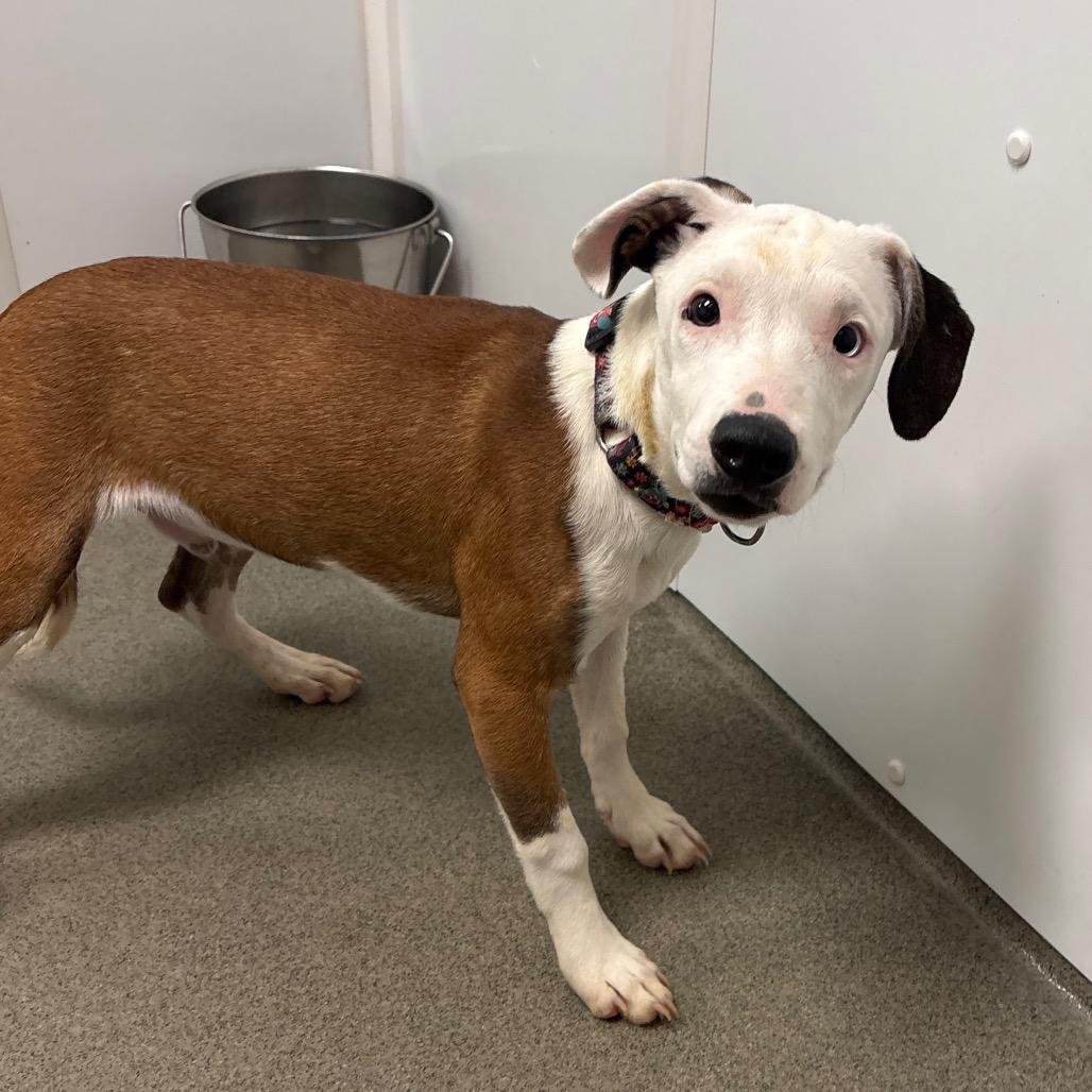 Enlarge Emoji, a Adoptable Mixed Breed in Rocky Mount, VA image 1/6