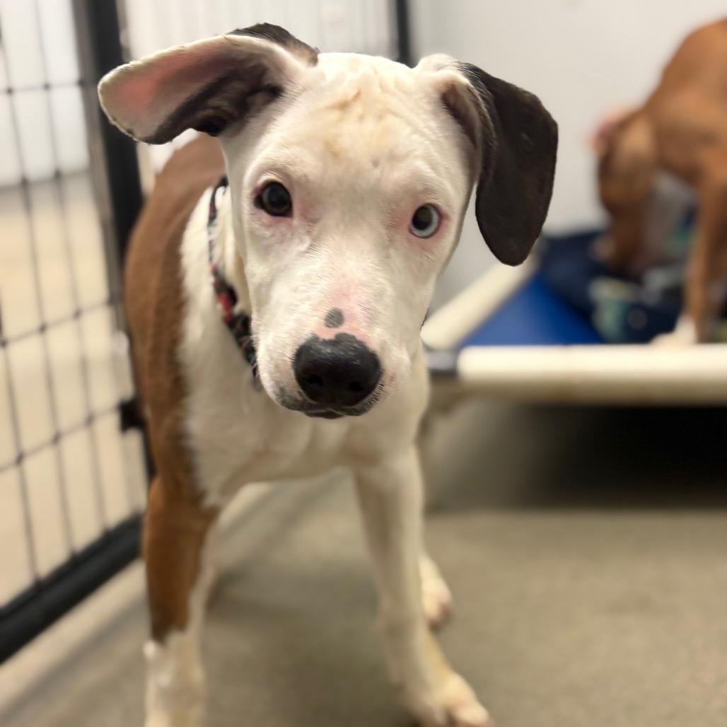 Enlarge Emoji, a Adoptable Mixed Breed in Rocky Mount, VA image 2/6