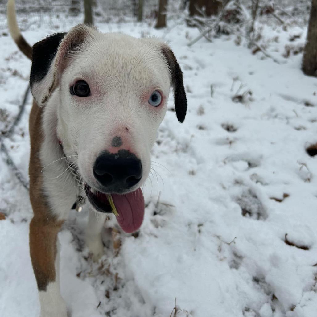 Enlarge Emoji, a Adoptable Mixed Breed in Rocky Mount, VA image 3/6
