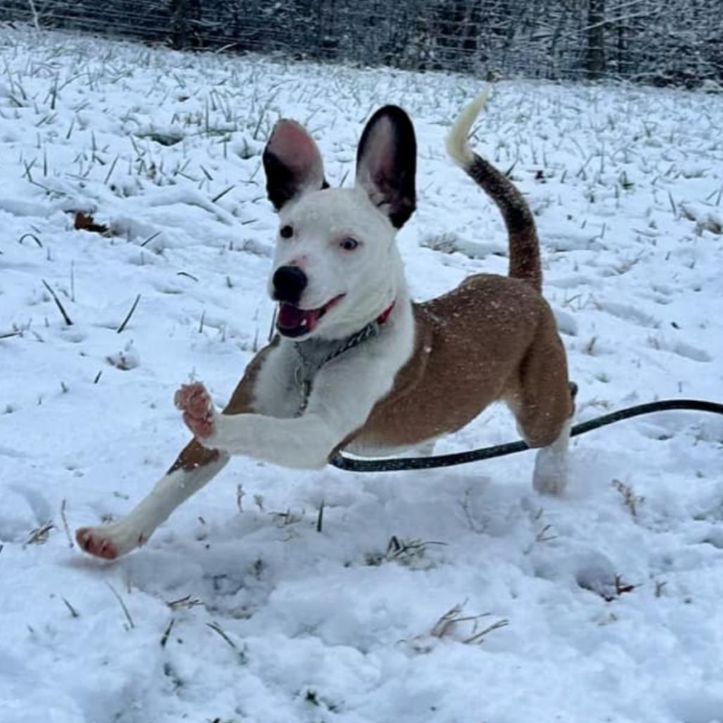 Enlarge Emoji, a Adoptable Mixed Breed in Rocky Mount, VA image 4/6