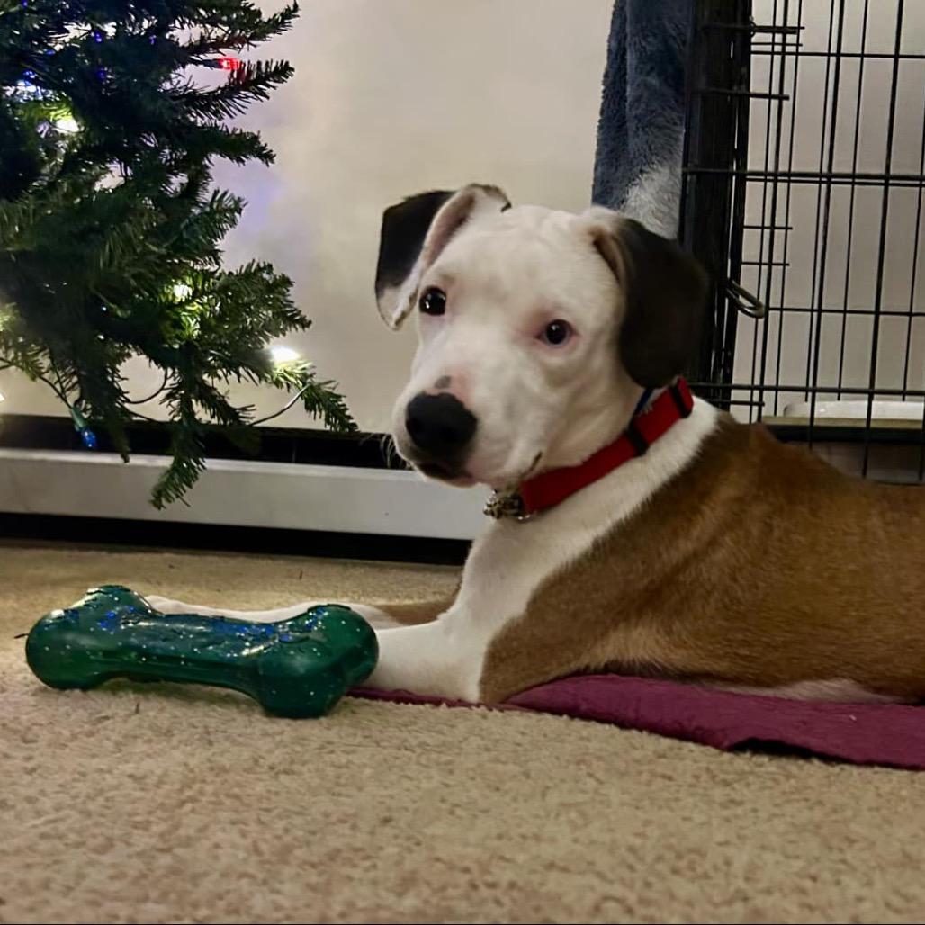 Enlarge Emoji, a Adoptable Mixed Breed in Rocky Mount, VA image 5/6