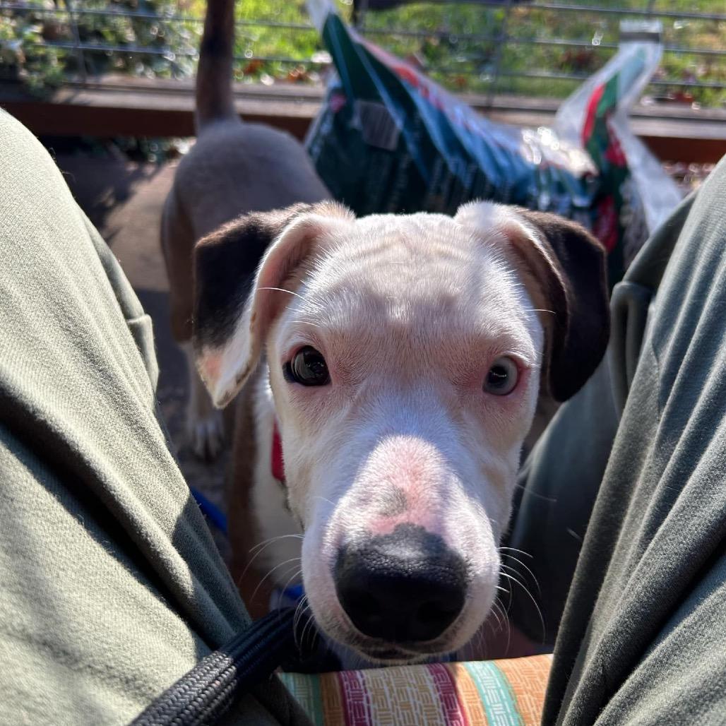 Enlarge Emoji, a Adoptable Mixed Breed in Rocky Mount, VA image 6/6