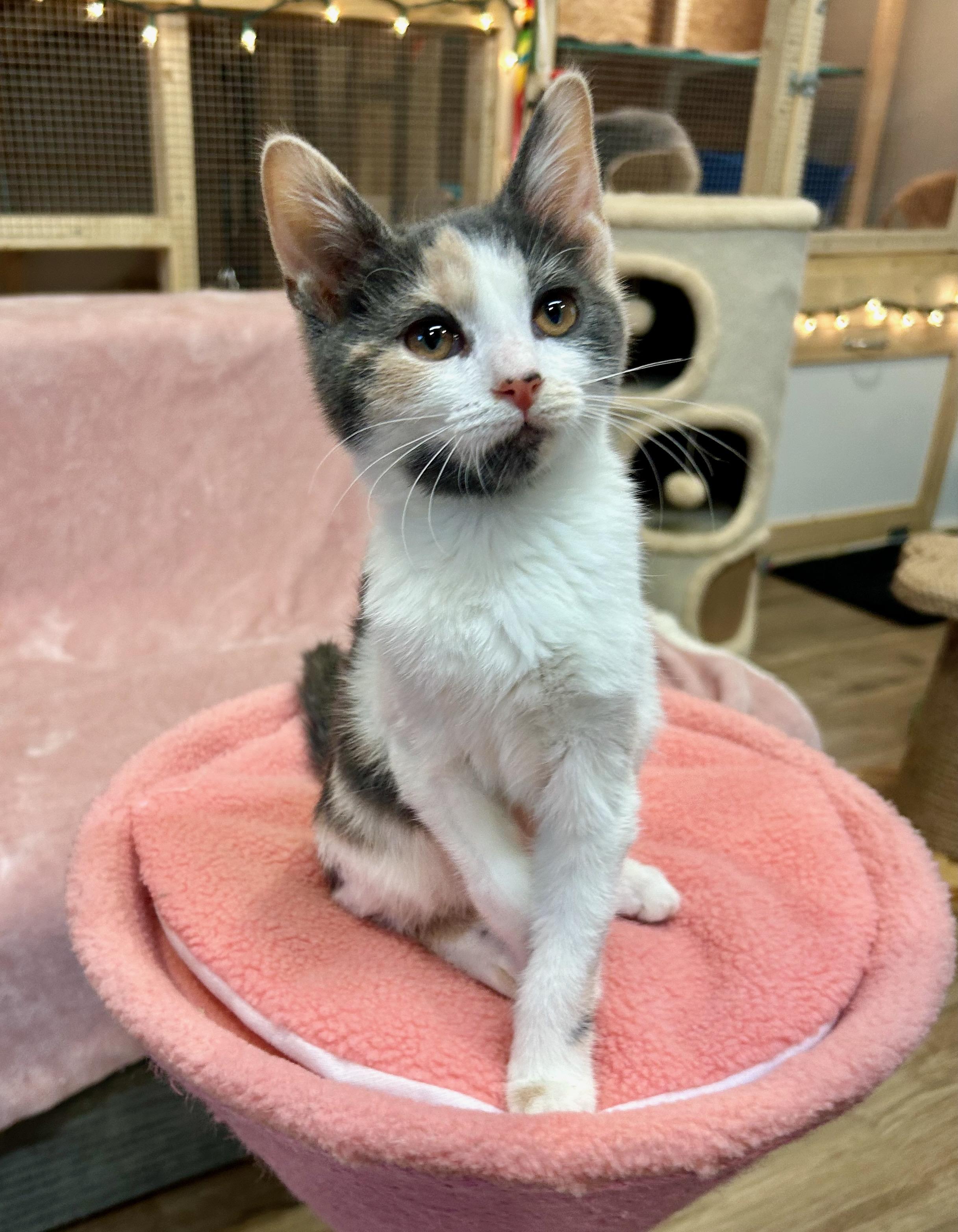 Enlarge Bunny, a ADOPTABLE Calico in Bowling Green, OH image 1/1