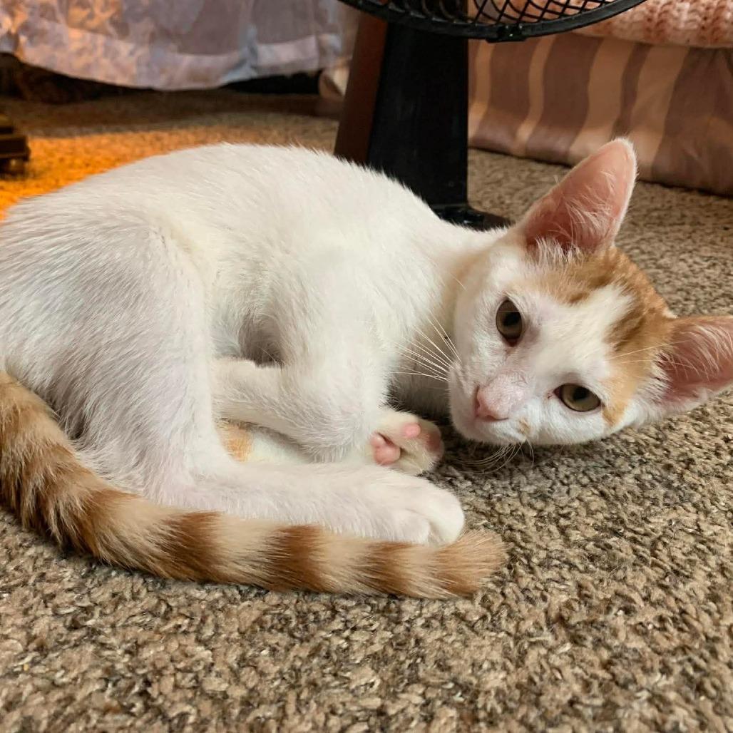 Enlarge Wetzel, a Adoptable Domestic Short Hair in Middletown, OH image 2/3