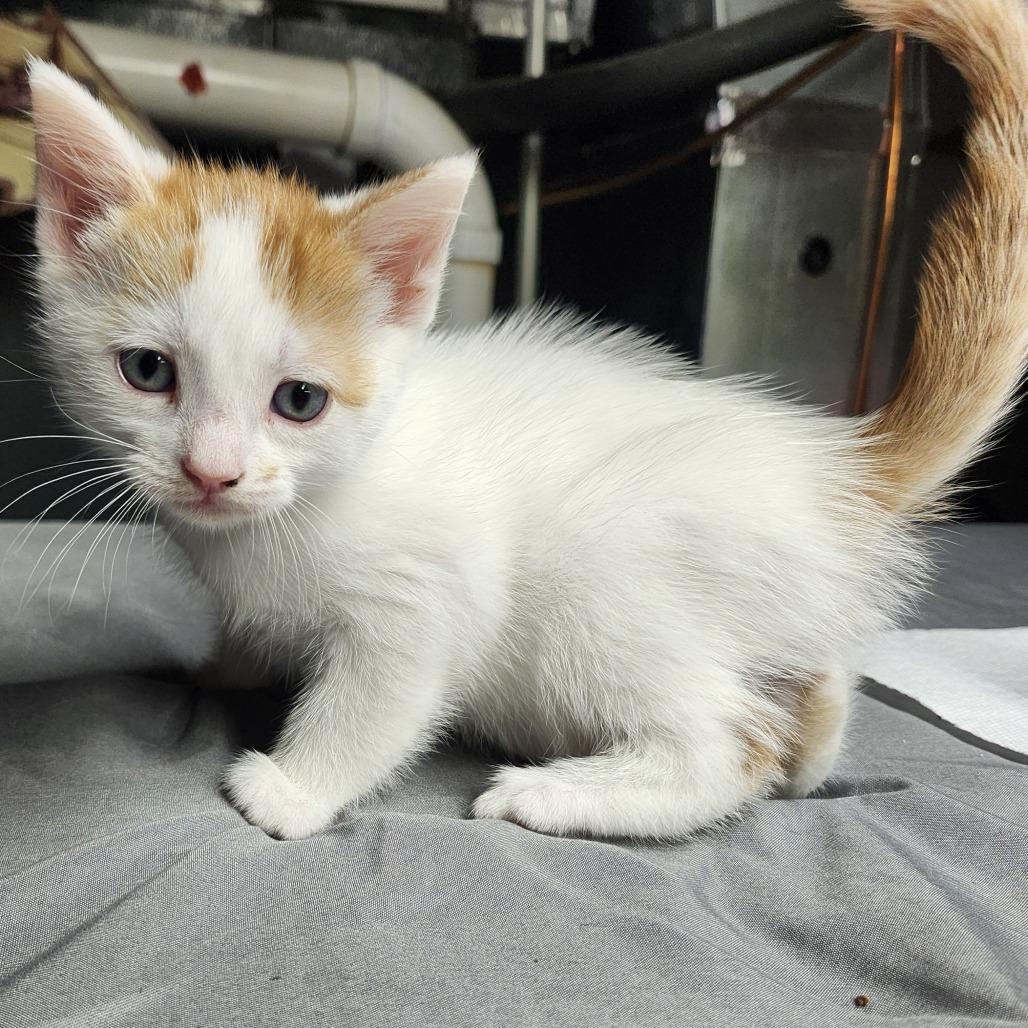 Wetzel, a Adoptable Domestic Short Hair in Middletown, OH image 2/2