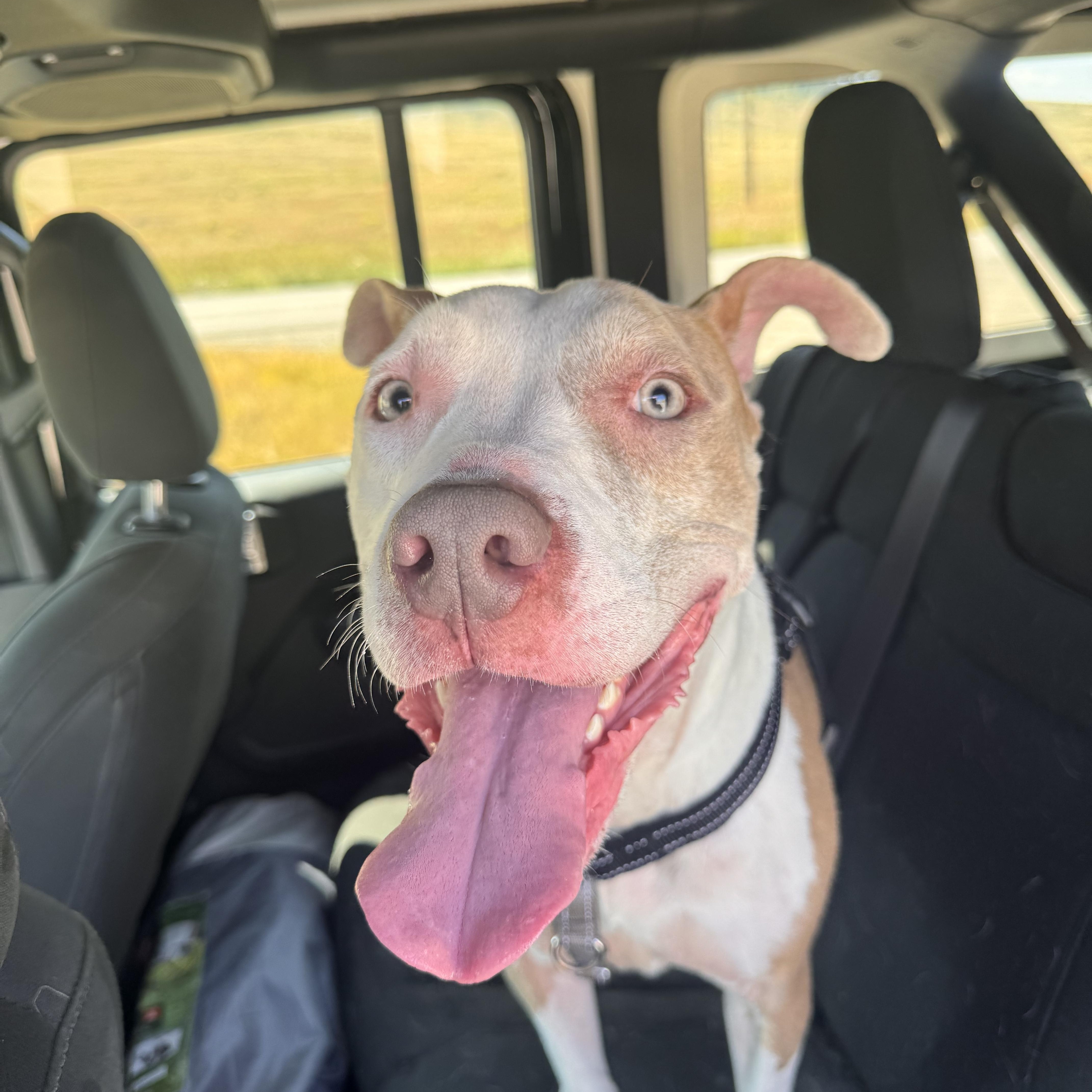 Meech, an adoptable Pit Bull Terrier in Jackson, WY, 83002 | Photo Image 1