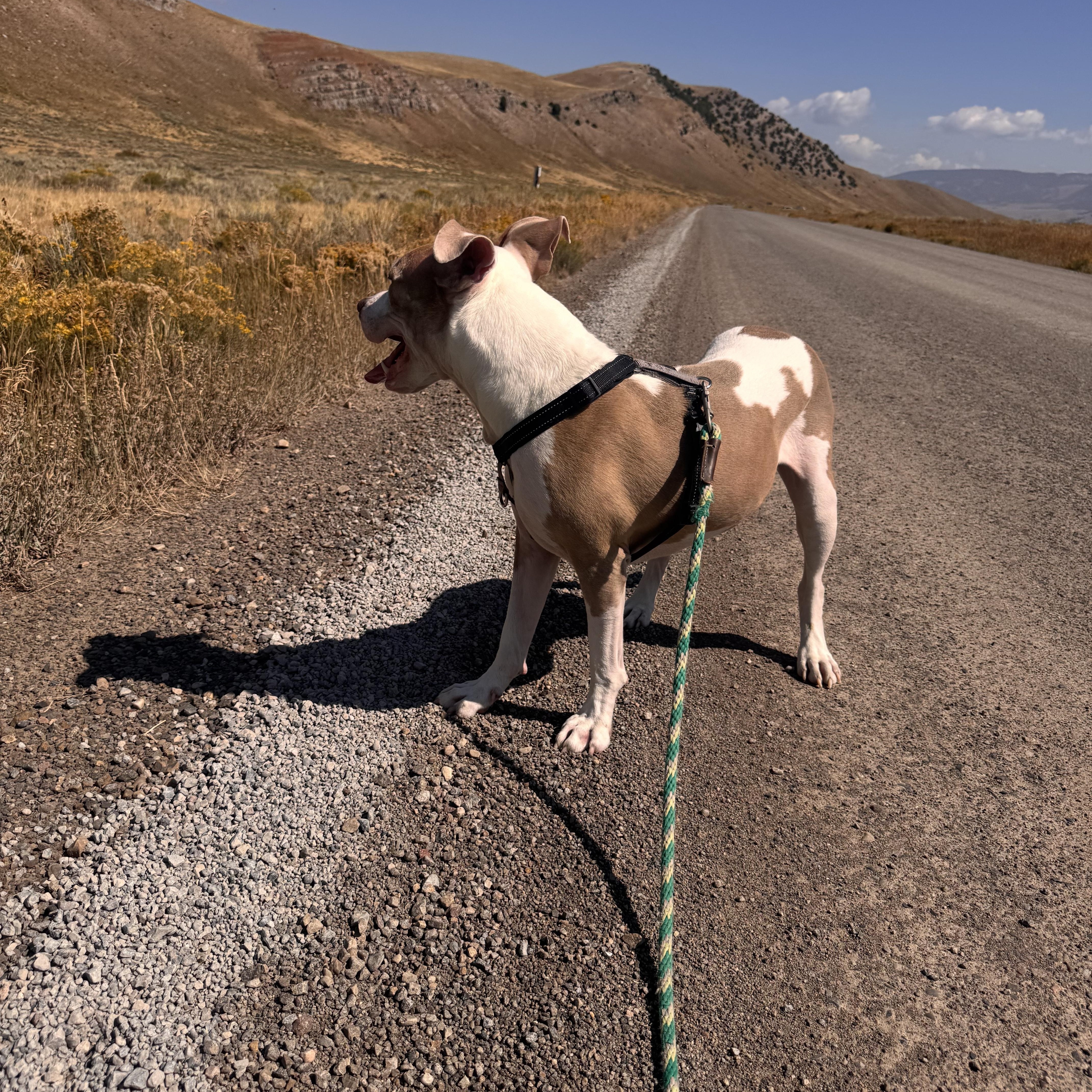 Meech, an adoptable Pit Bull Terrier in Jackson, WY, 83002 | Photo Image 3
