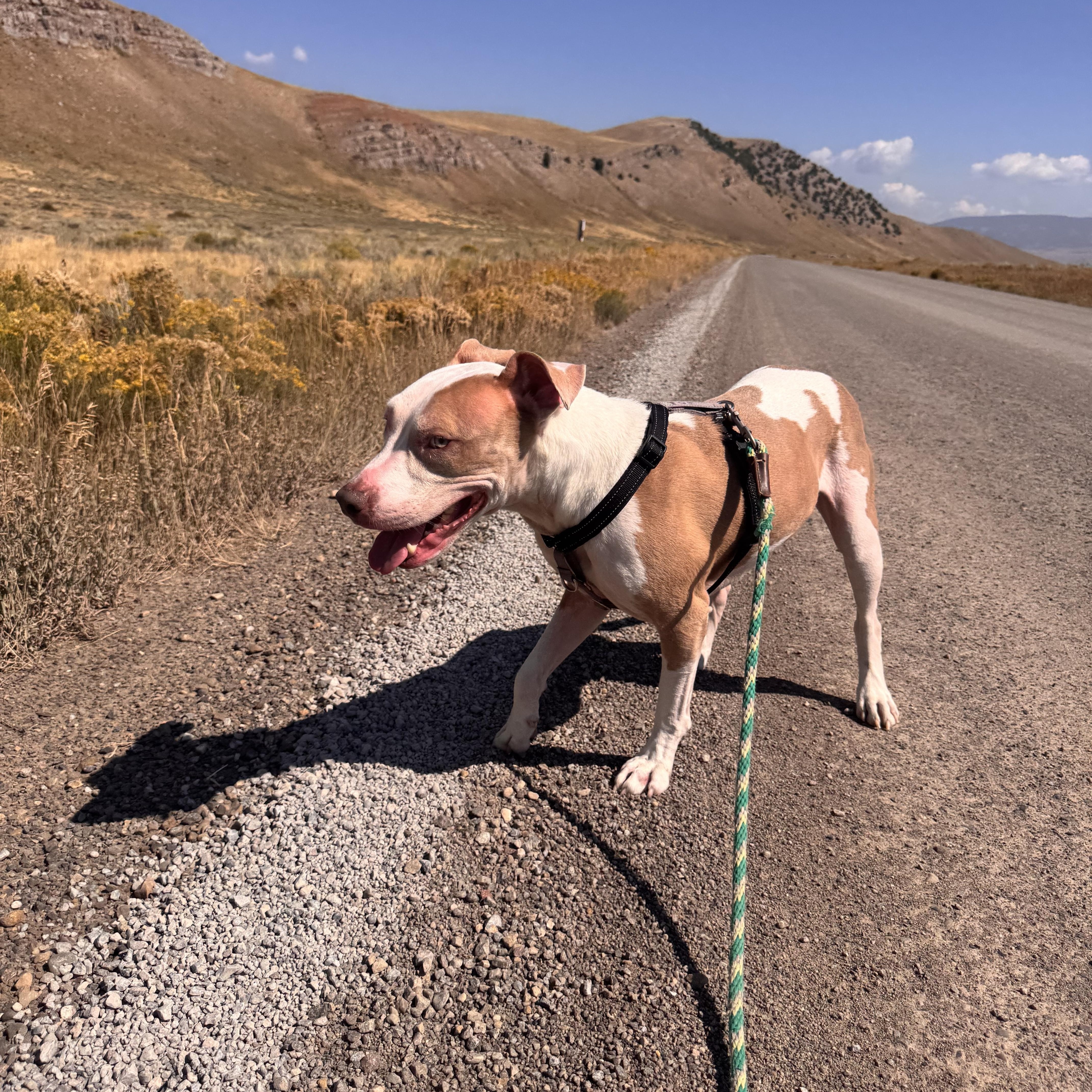 Meech, an adoptable Pit Bull Terrier in Jackson, WY, 83002 | Photo Image 2