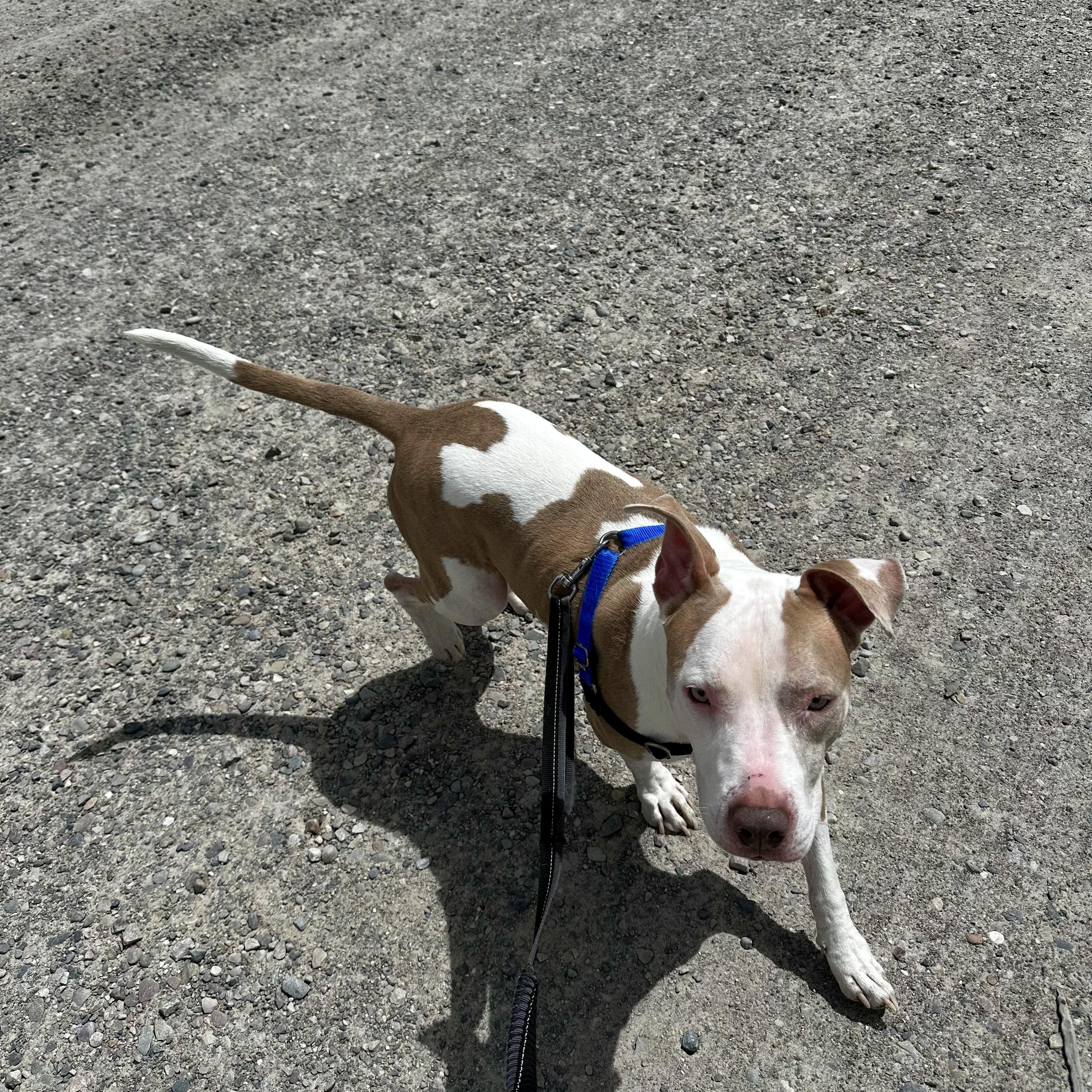 Meech, an adoptable Pit Bull Terrier in Jackson, WY, 83002 | Photo Image 1