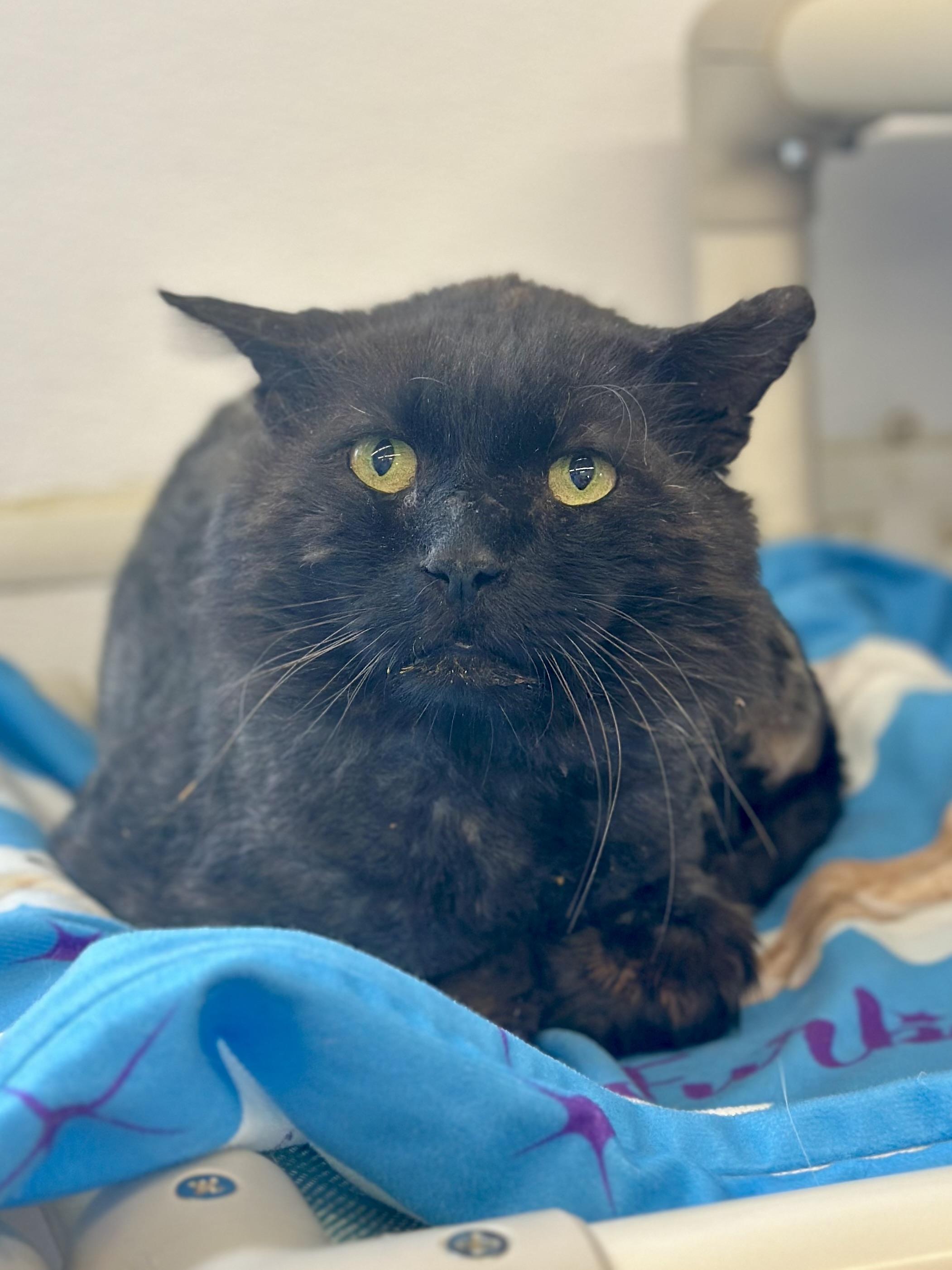Guy, a ADOPTABLE Domestic Long Hair in Faribault, MN image 2/3