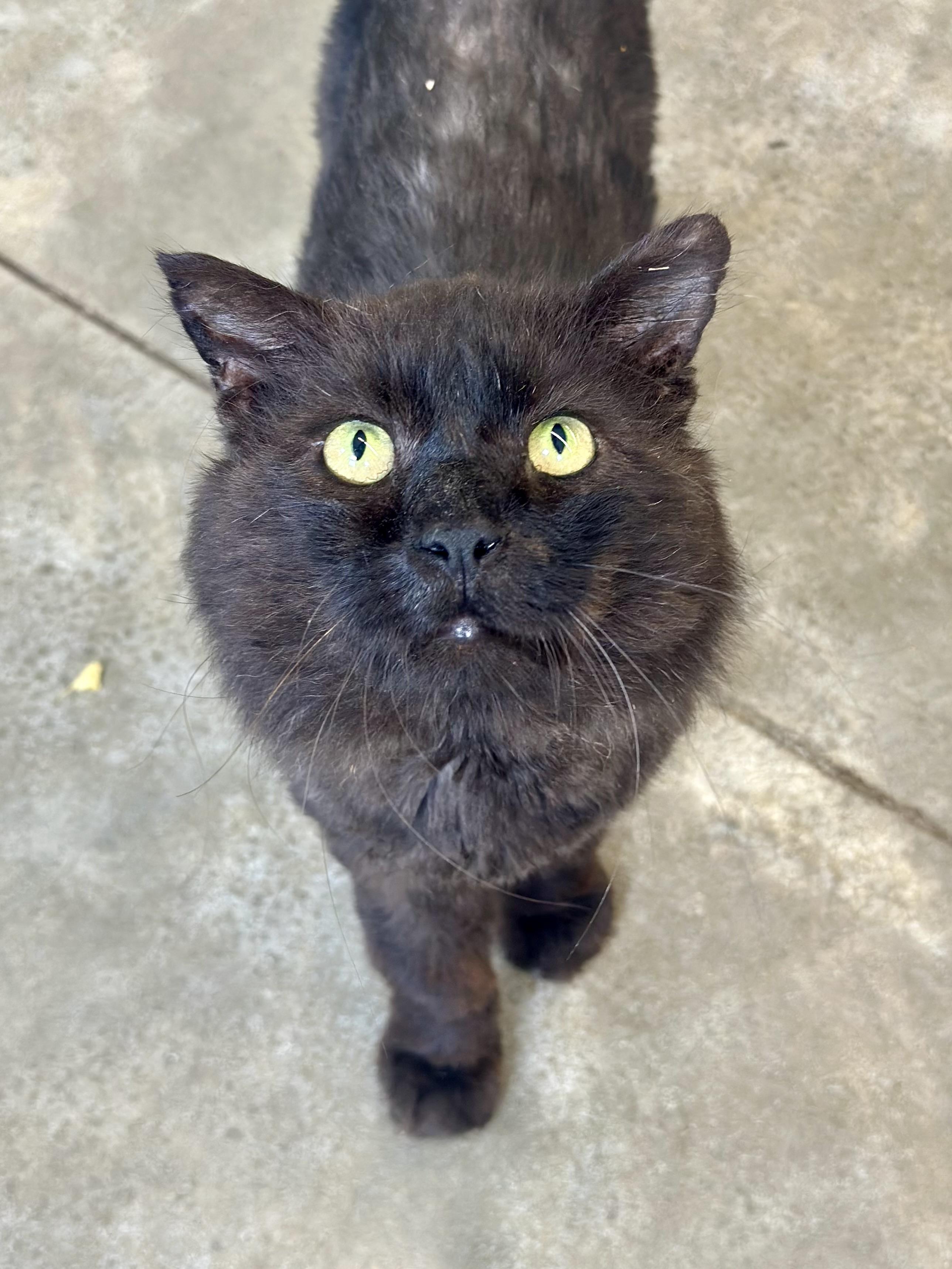 Guy, a ADOPTABLE Domestic Long Hair in Faribault, MN image 3/3