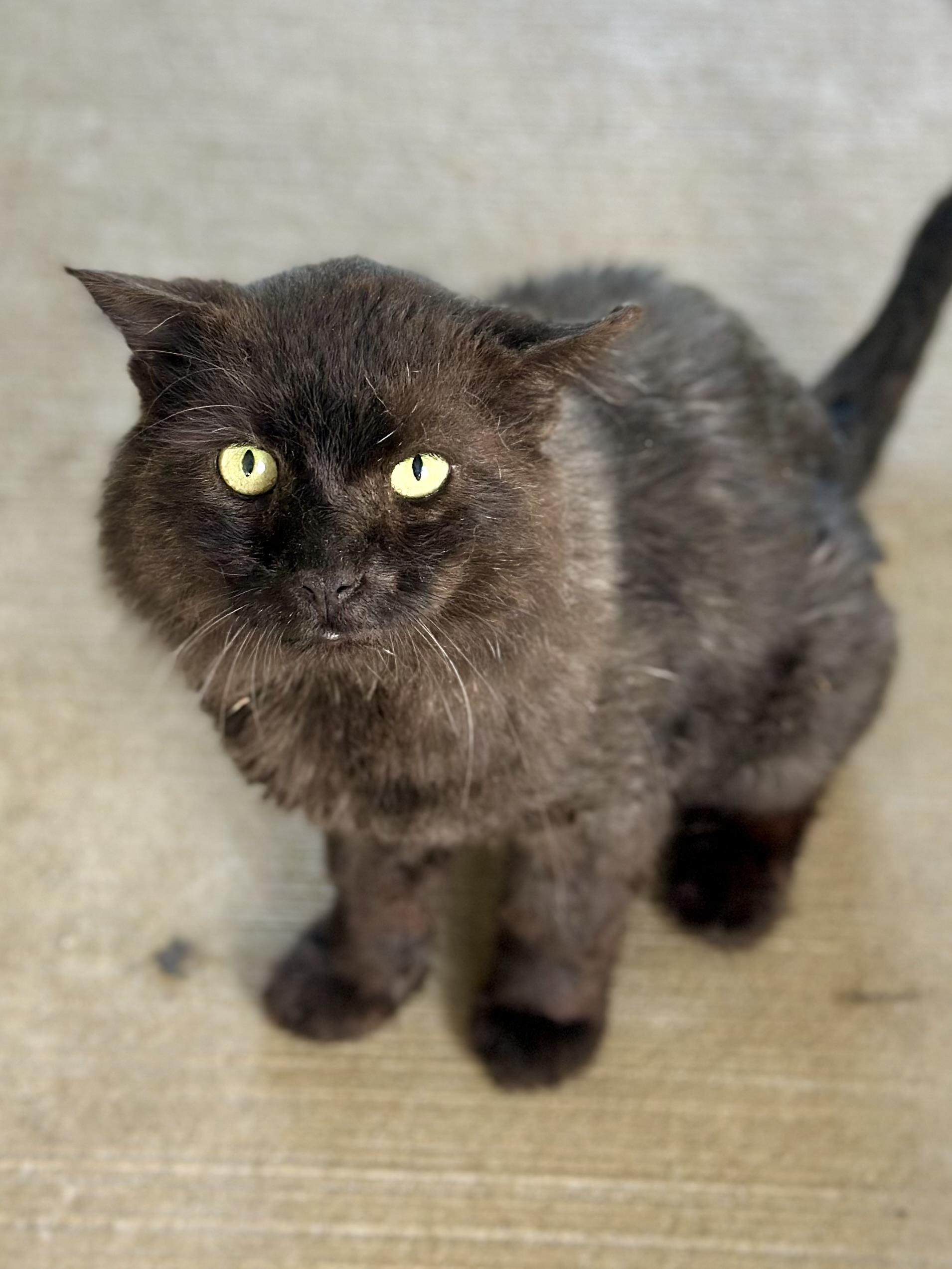 Guy, ADOPTABLE, Adult Male Domestic Long Hair.
