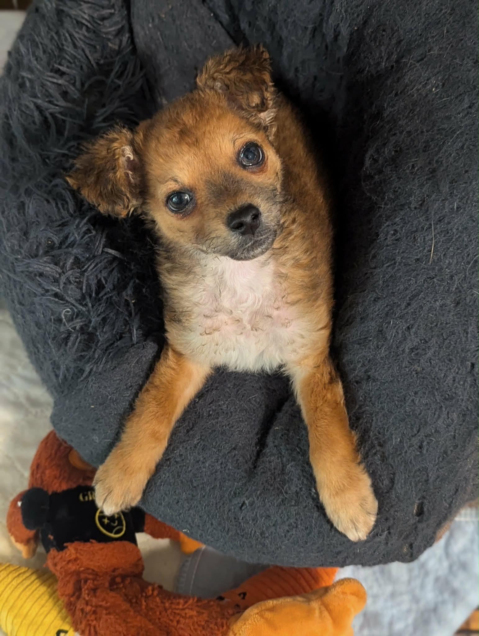 Sammy, adopted, Puppy Male Pomeranian & Maltese.