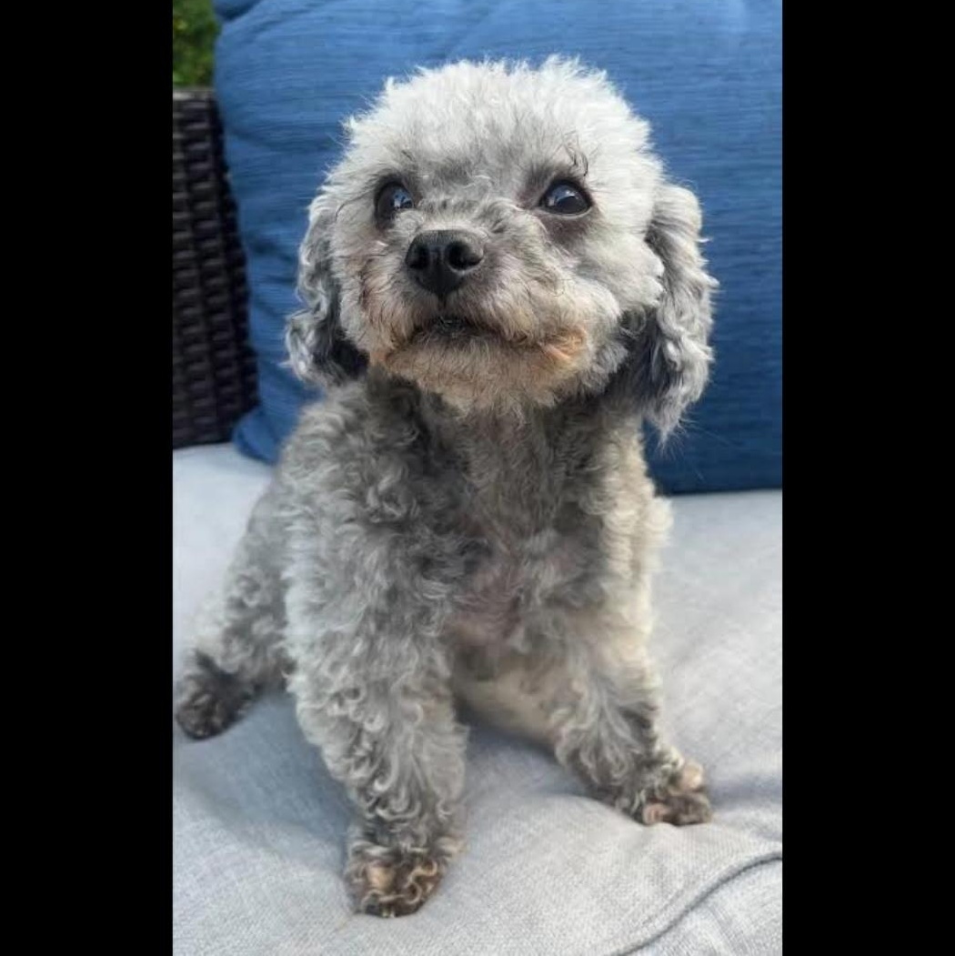 Adopt Arka Dog for adoption